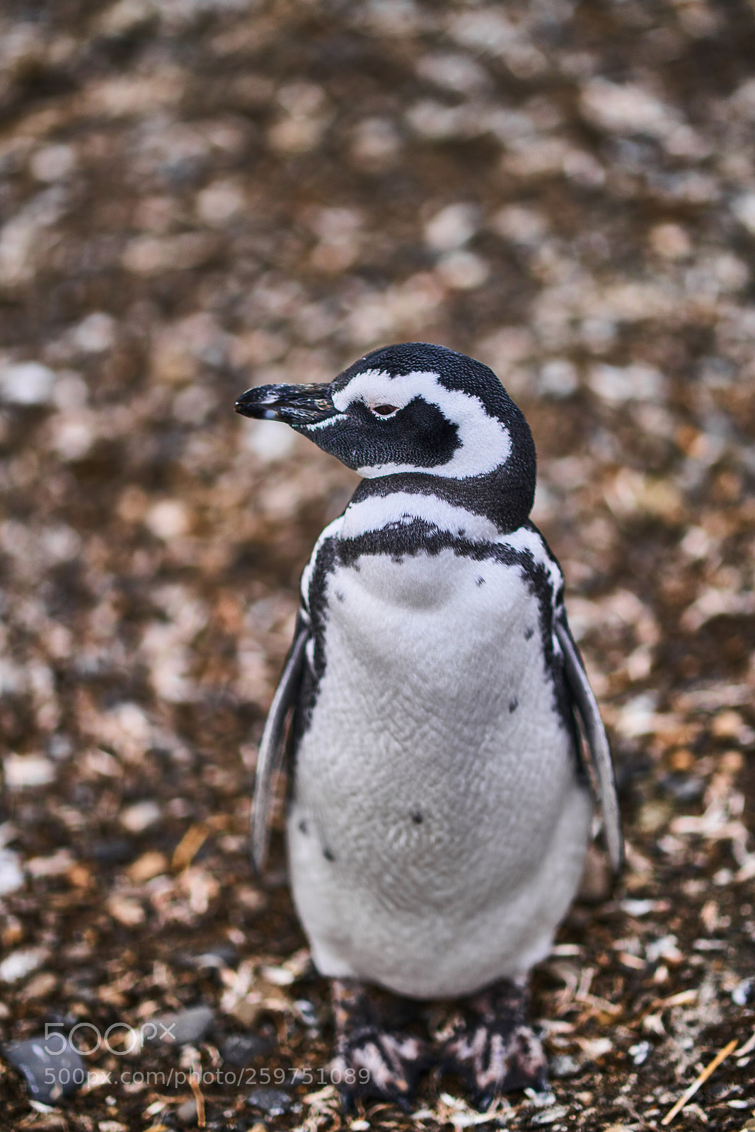 Sony a99 II sample photo. The colony of penguins photography