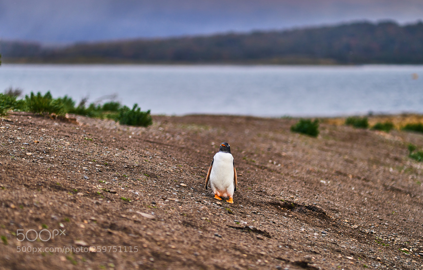 Sony a99 II sample photo. The colony of penguins photography