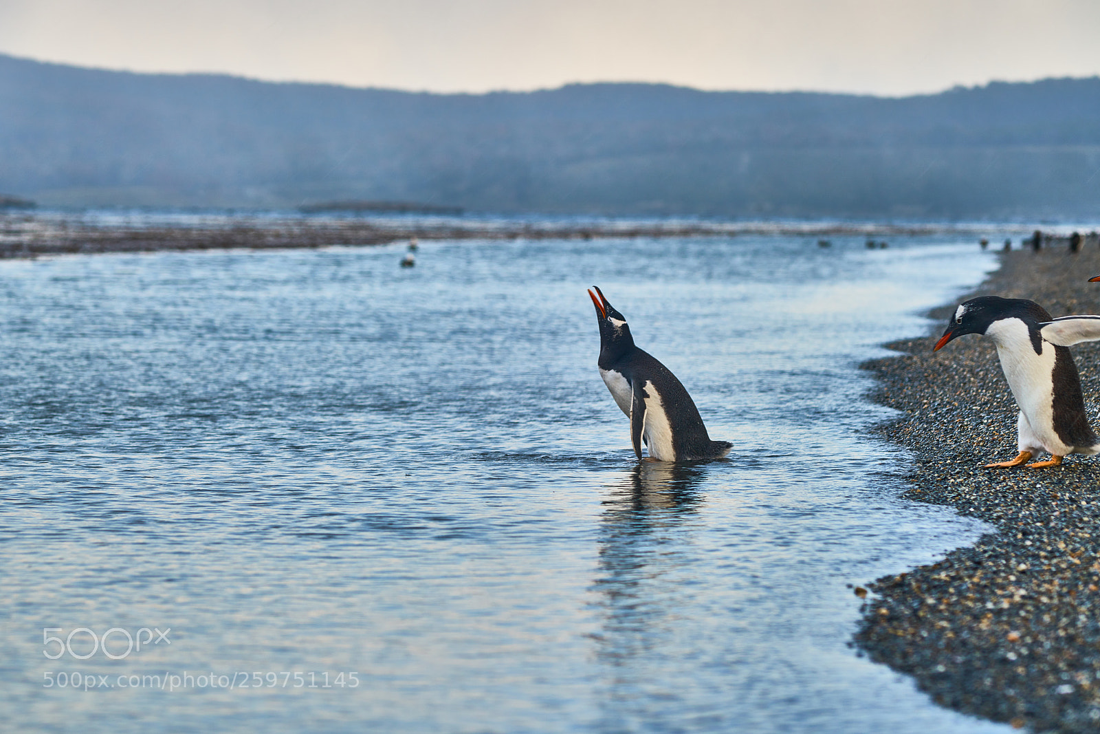 Sony a99 II sample photo. The colony of penguins photography