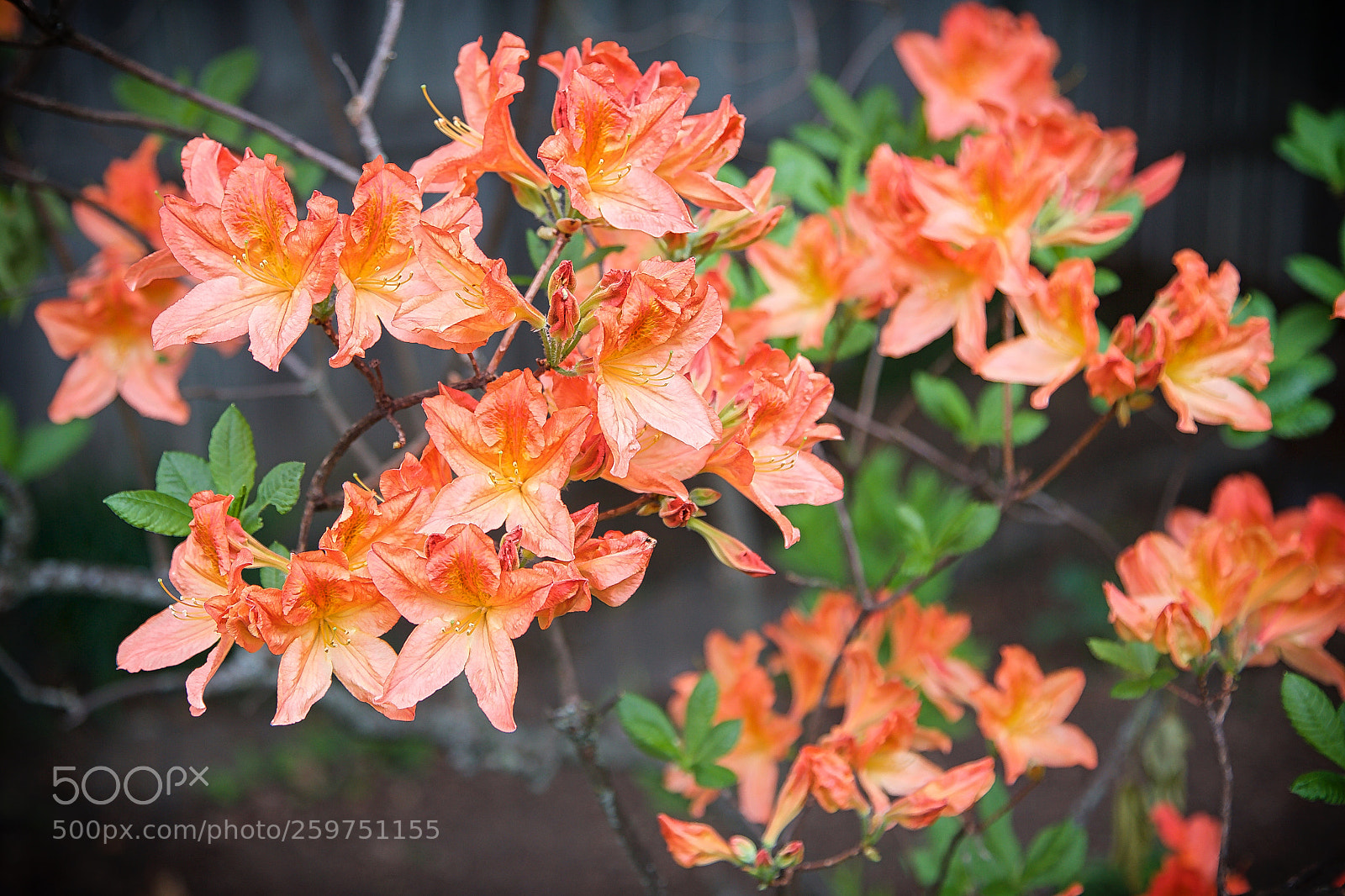Canon EOS-1D X sample photo. Azalea in bloom photography