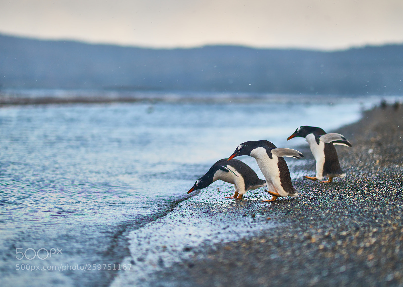 Sony a99 II sample photo. The colony of penguins photography