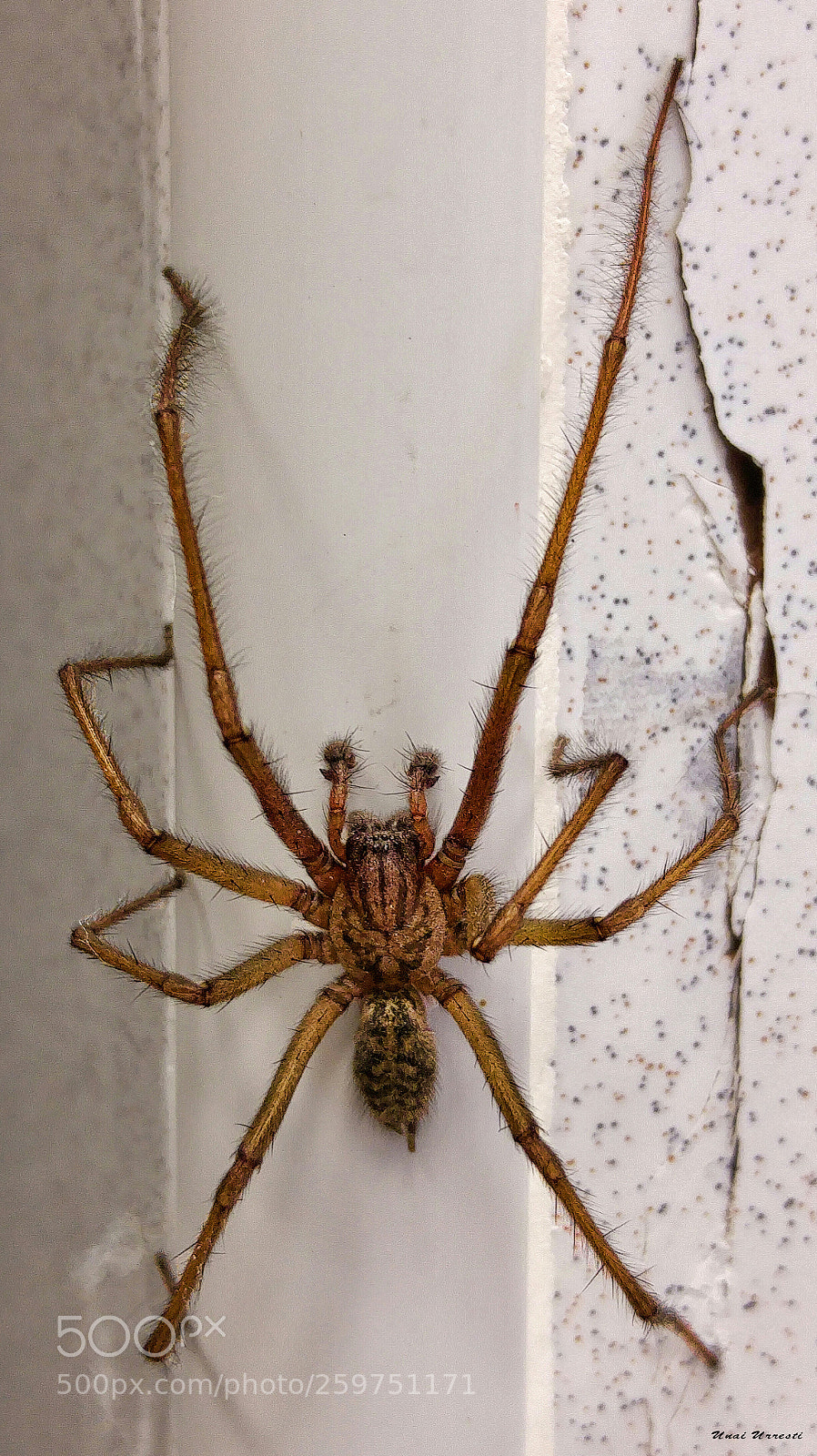 LG G4 sample photo. Araña. photography
