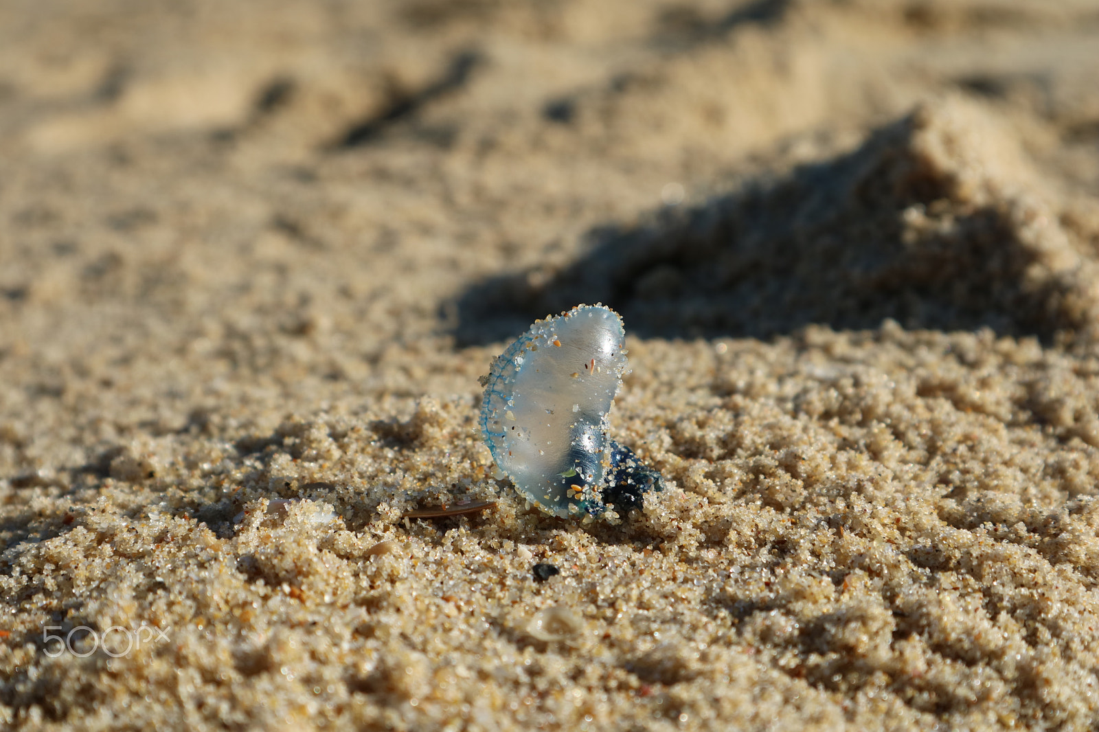 Canon EOS M3 sample photo. Bluebottle photography