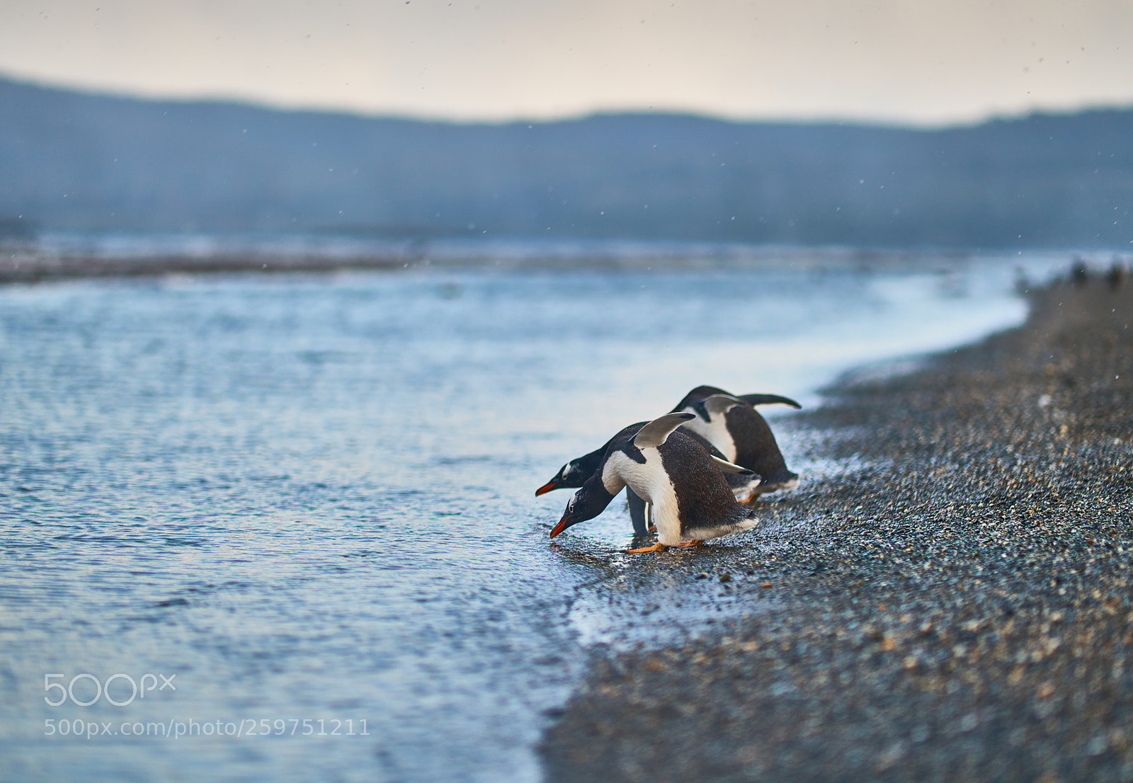 Sony a99 II sample photo. The colony of penguins photography
