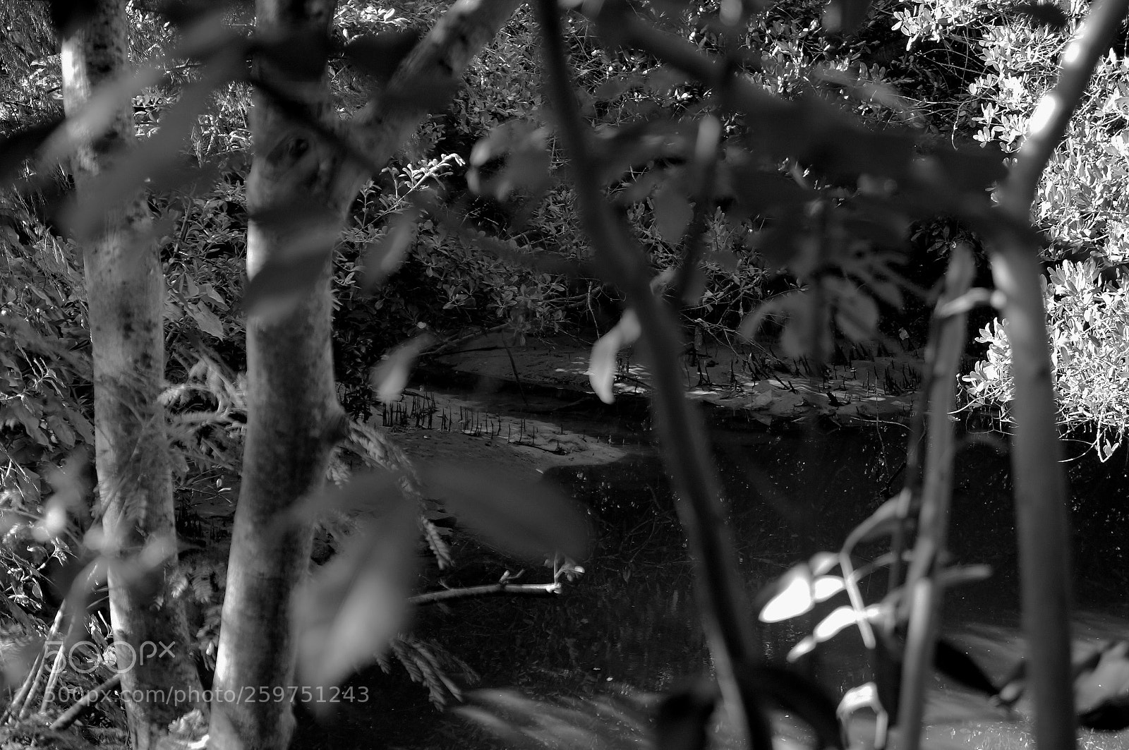 Sony SLT-A37 sample photo. Haunted swamp photography