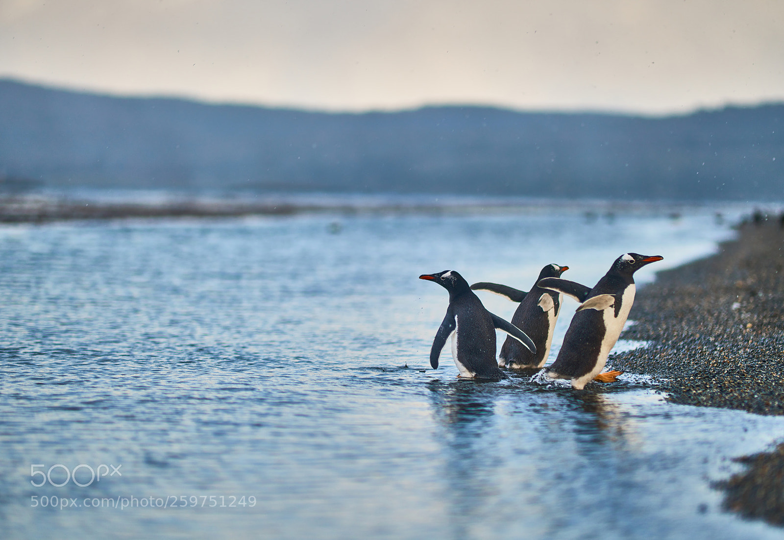 Sony a99 II sample photo. The colony of penguins photography