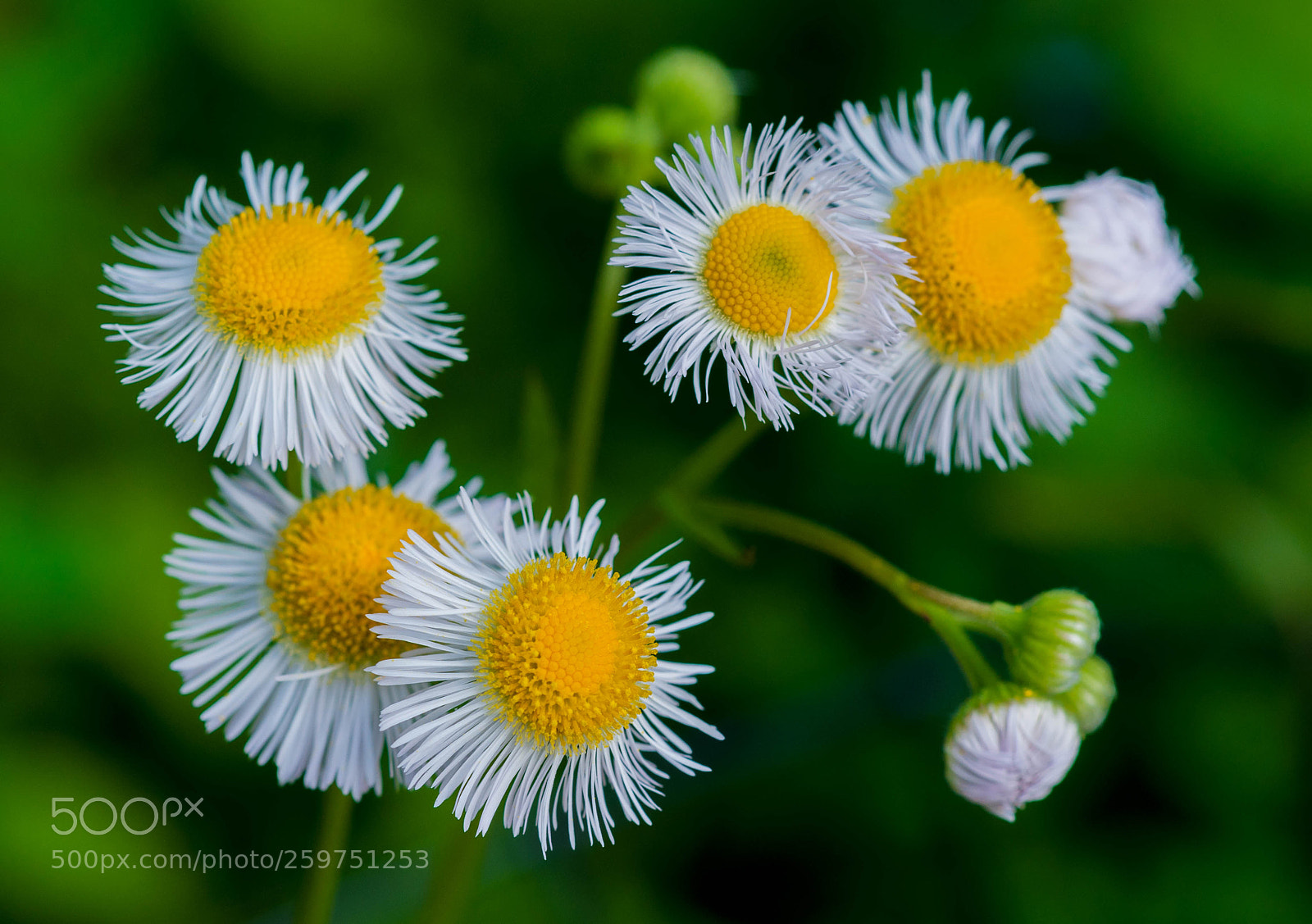 Nikon D90 sample photo. Five little suns photography