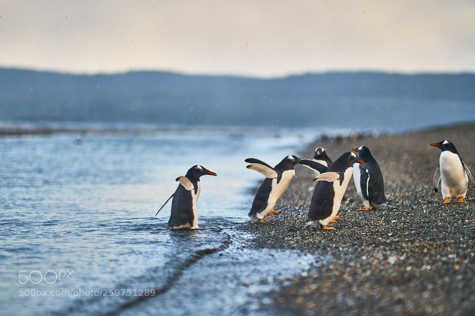 Sony a99 II sample photo. The colony of penguins photography
