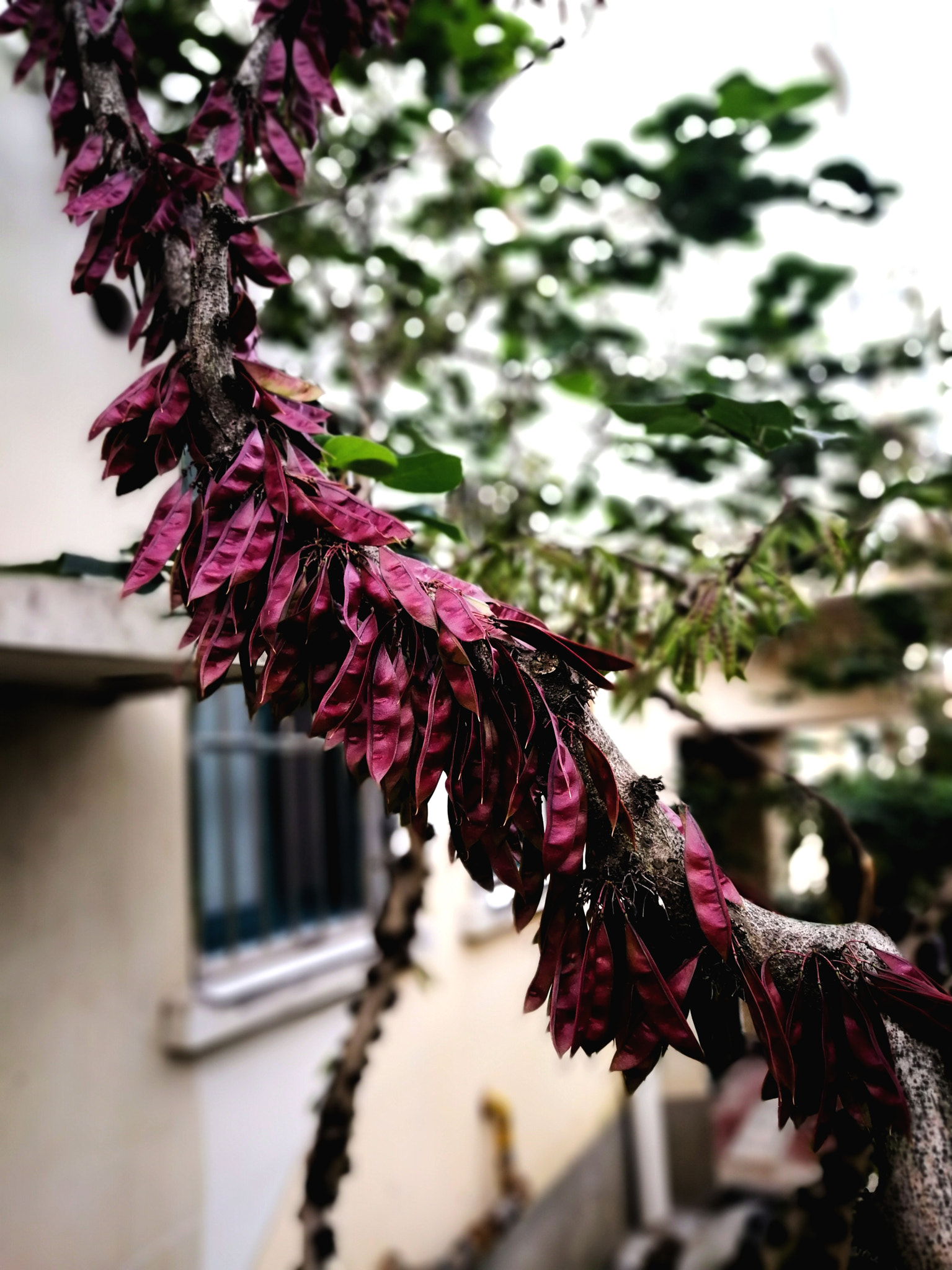 HUAWEI P10 Plus sample photo. 果实累累 photography