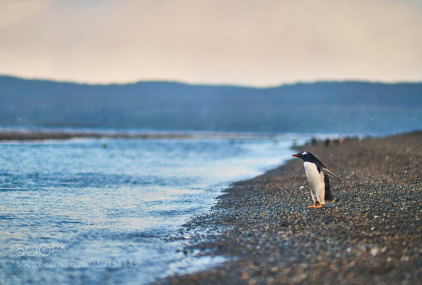 Sony a99 II sample photo. The colony of penguins photography
