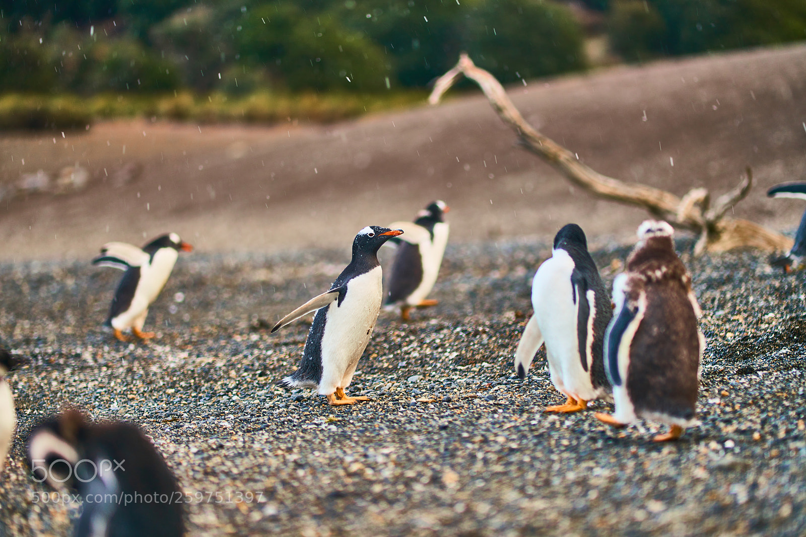 Sony a99 II sample photo. The colony of penguins photography
