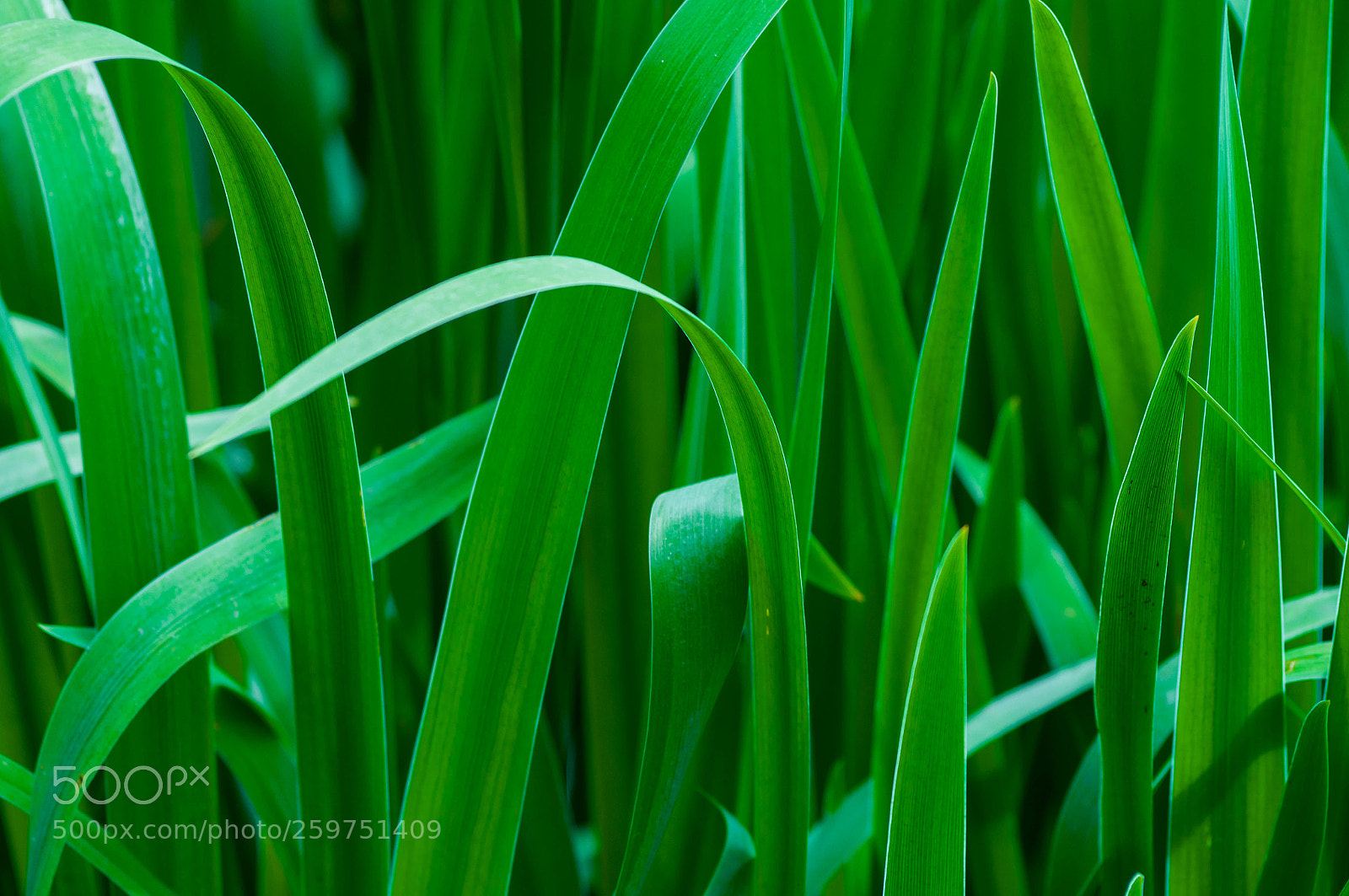 Nikon D90 sample photo. Water reeds photography