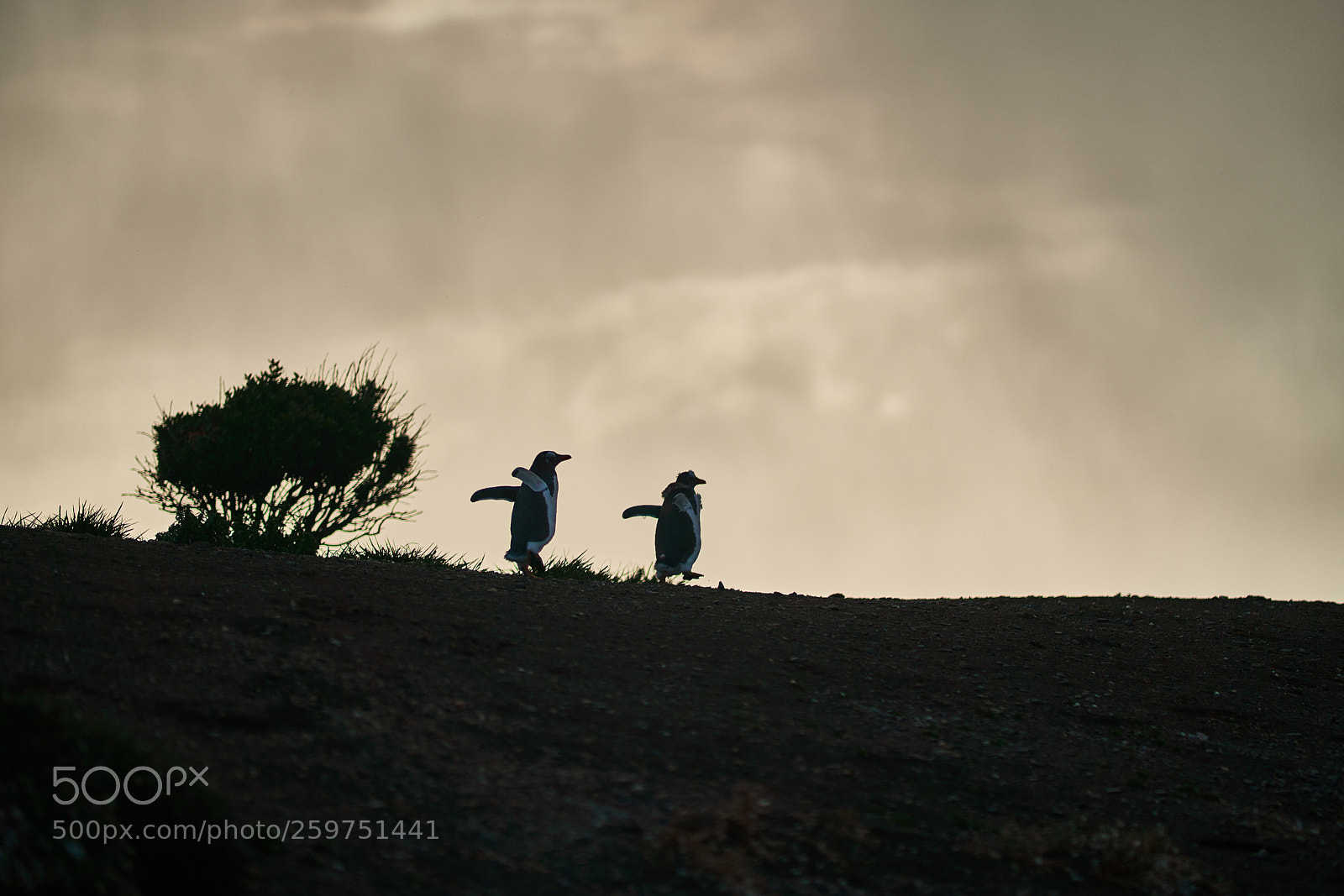 Sony a99 II sample photo. The colony of penguins photography