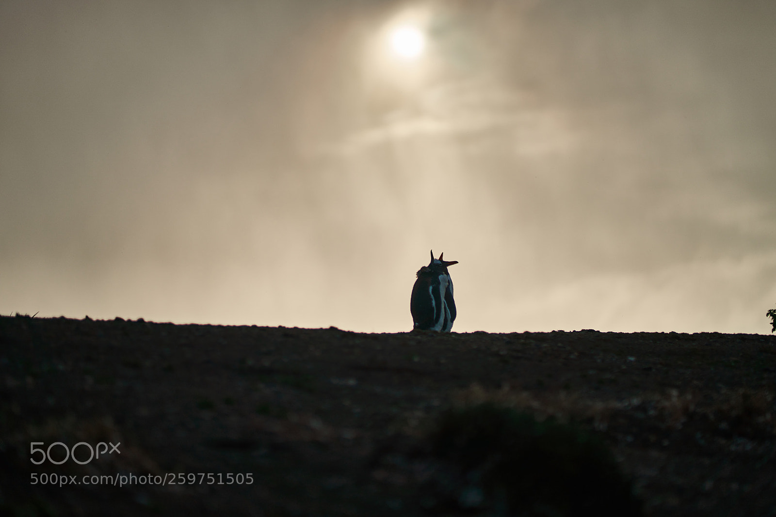 Sony a99 II sample photo. The colony of penguins photography