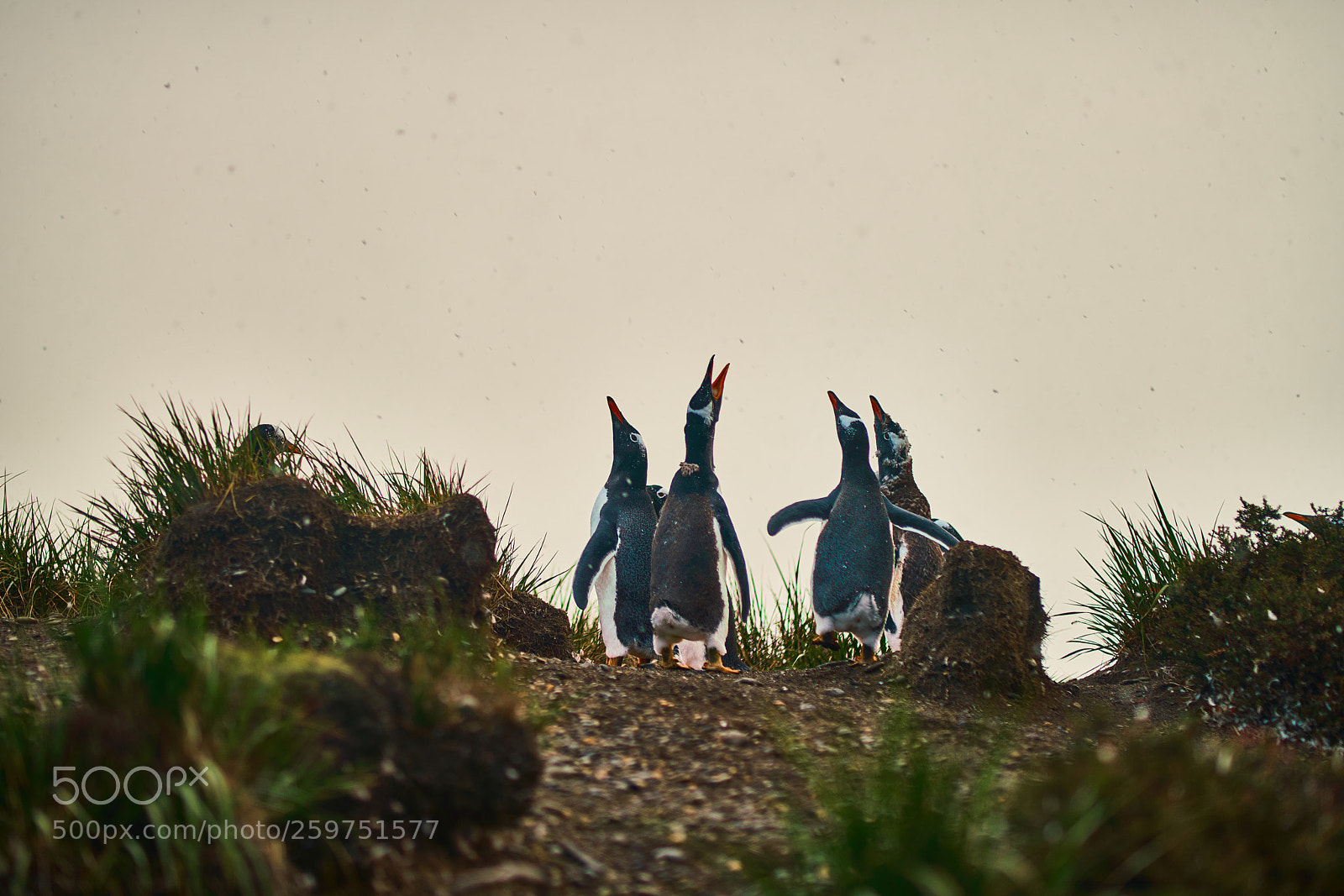Sony a99 II sample photo. The colony of penguins photography