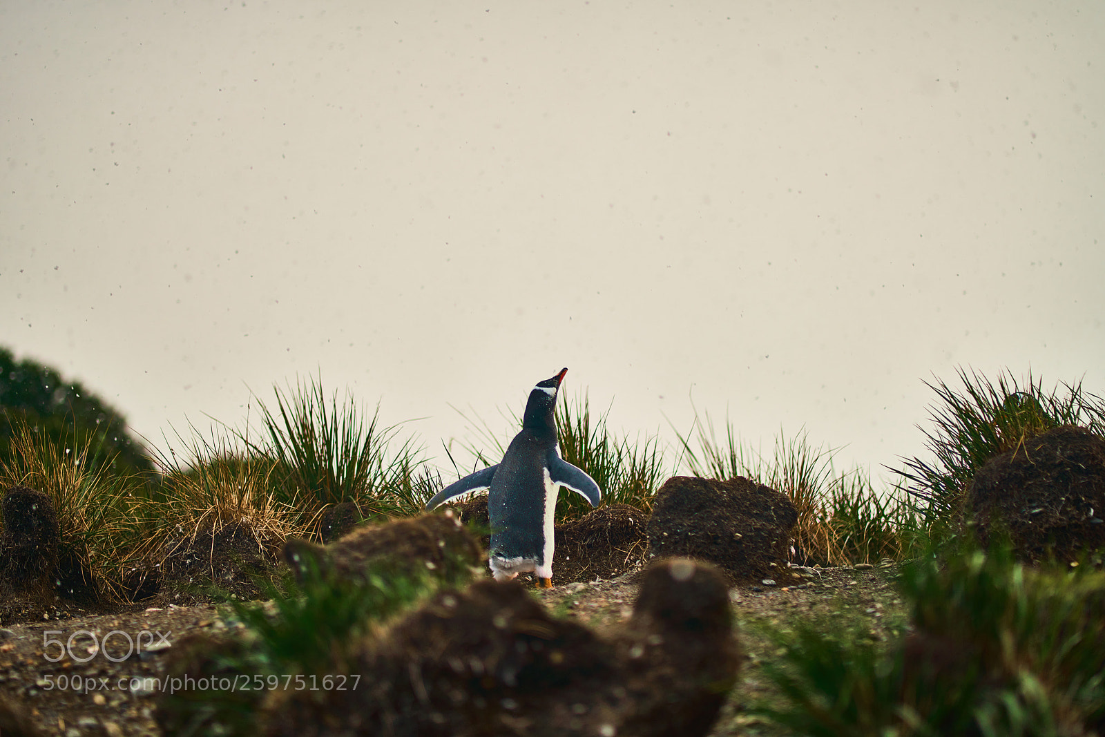 Sony a99 II sample photo. The colony of penguins photography