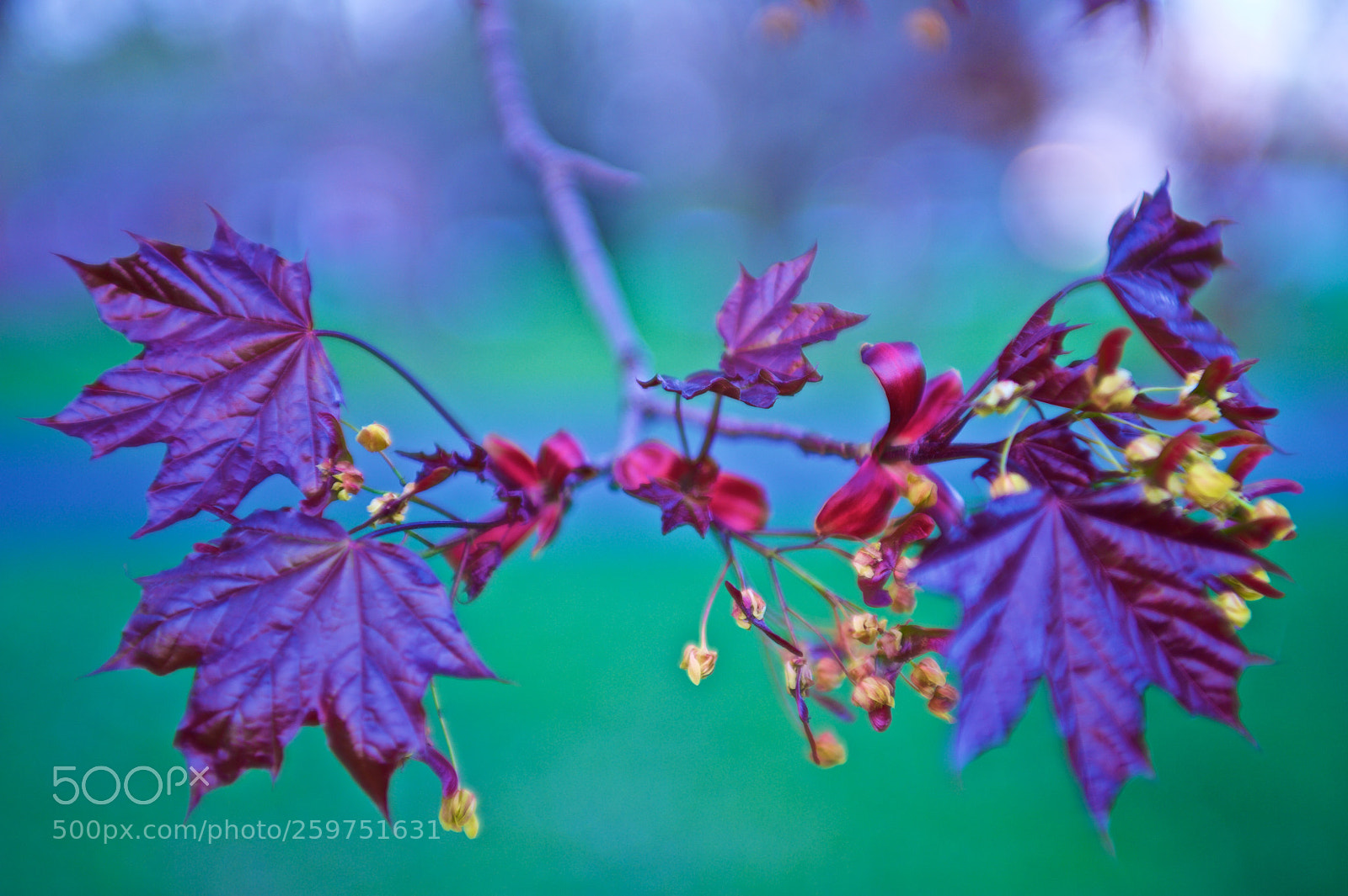 Nikon D700 sample photo. Redmaple photography