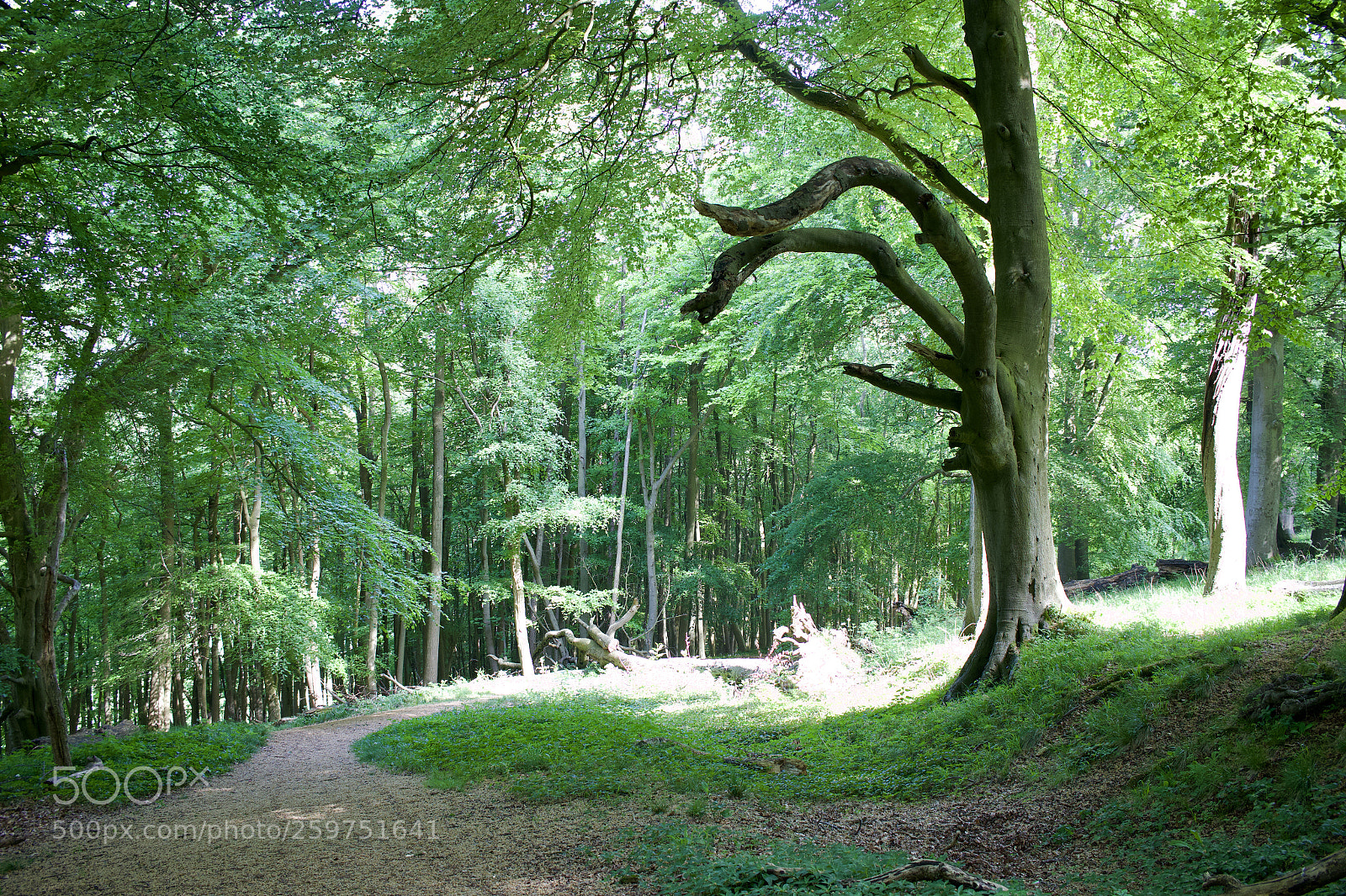 Canon EOS 70D sample photo. Towering greenferno photography