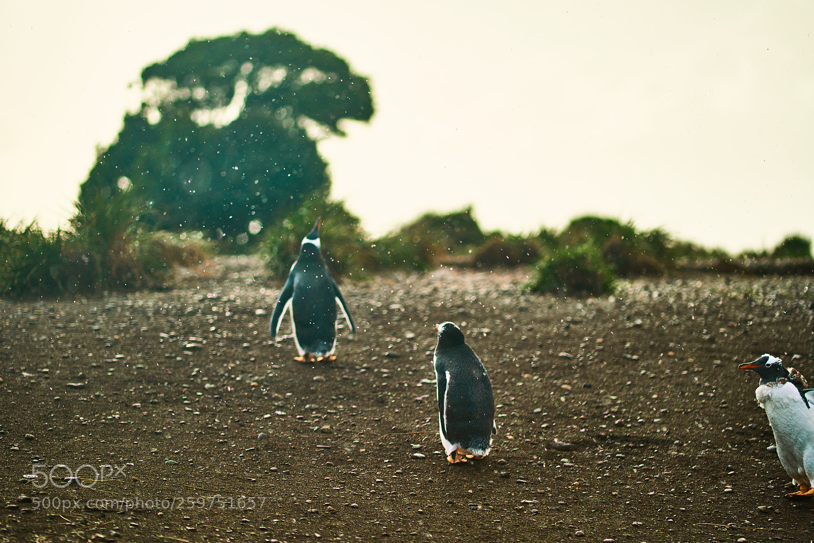 Sony a99 II sample photo. The colony of penguins photography