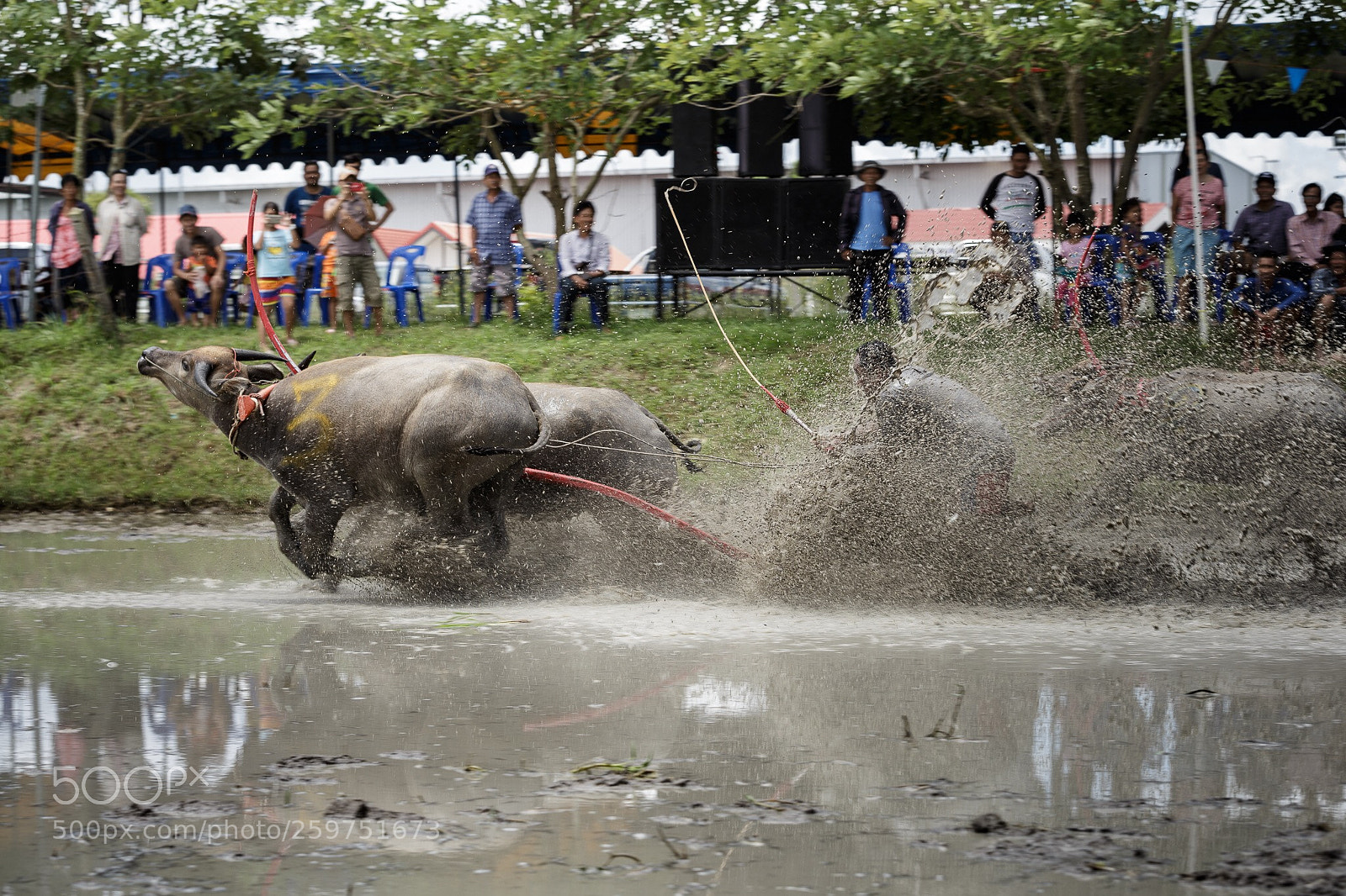 Canon EOS 6D sample photo. Buffalo racing photography