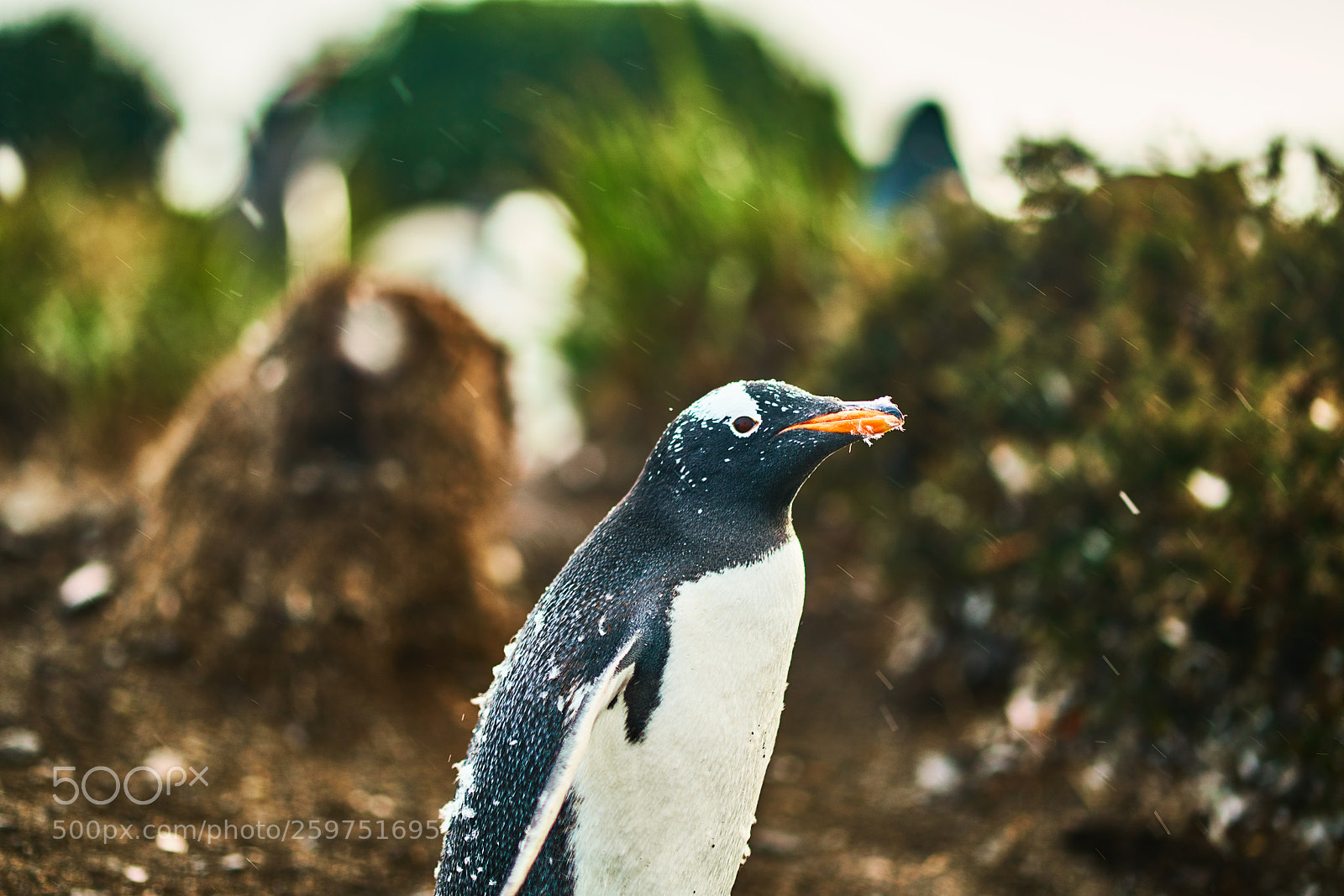 Sony a99 II sample photo. The colony of penguins photography