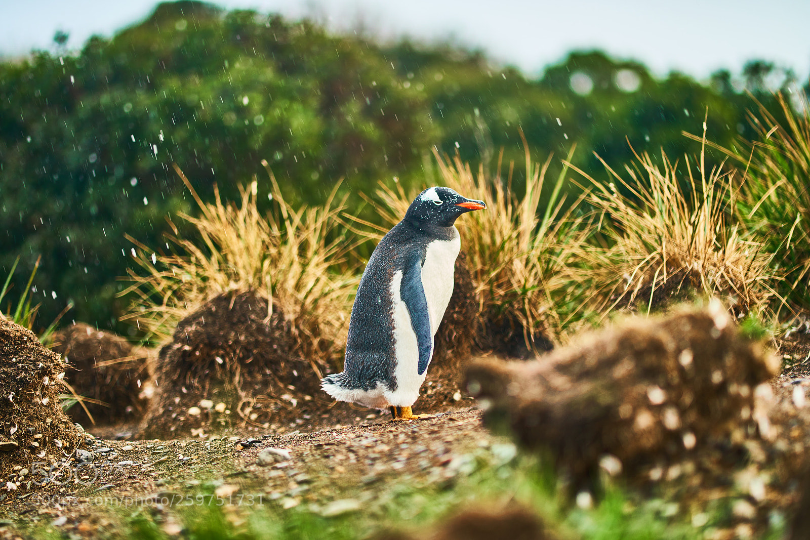 Sony a99 II sample photo. The colony of penguins photography