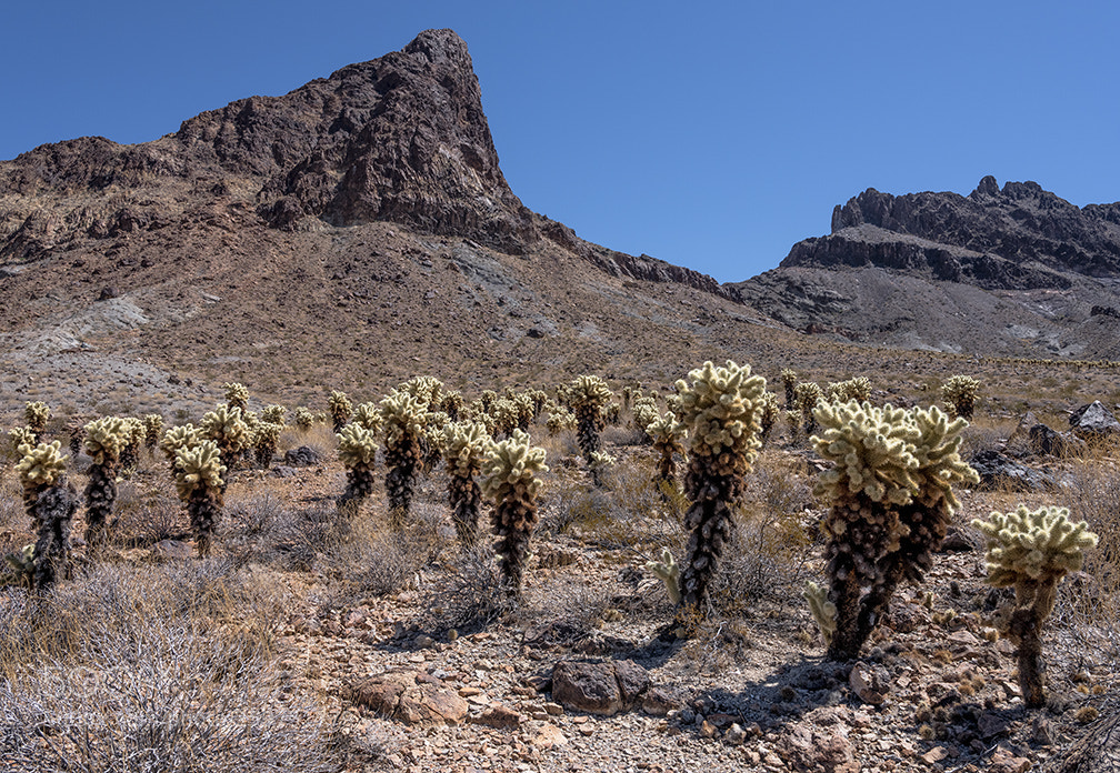 Fujifilm GFX 50S sample photo. Cholla and peak photography
