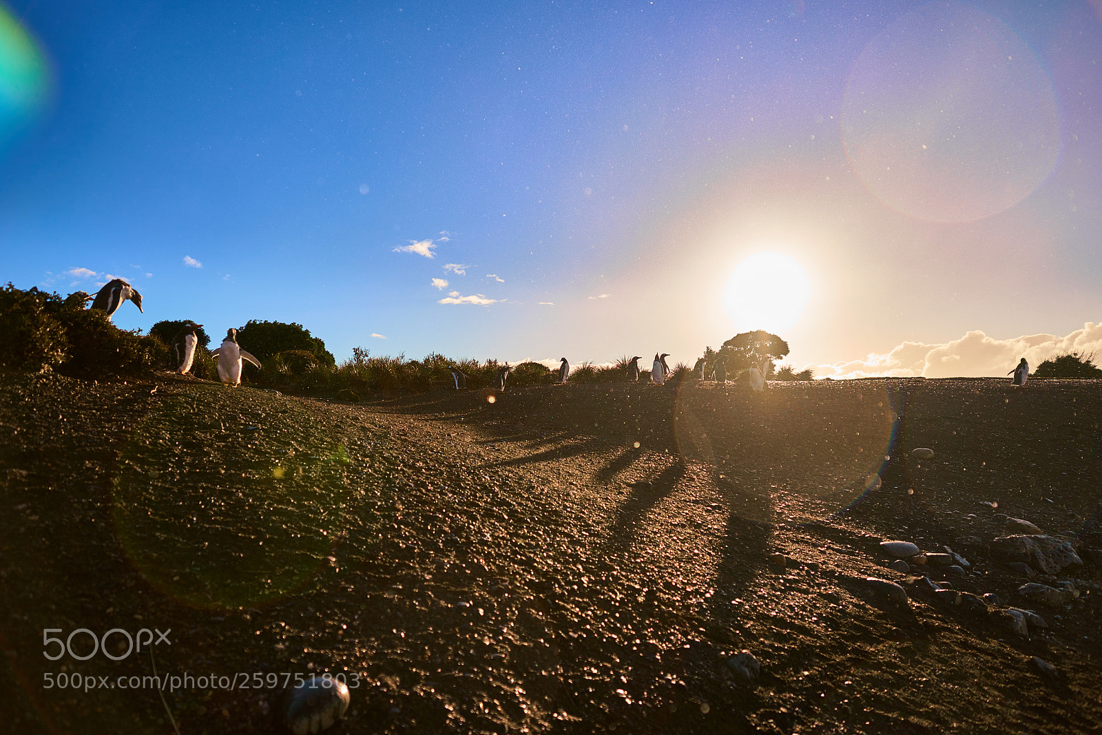 Sony a99 II sample photo. The colony of penguins photography
