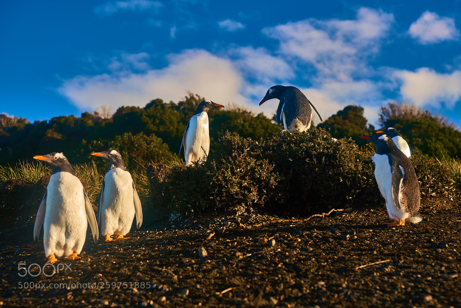 Sony a99 II sample photo. The colony of penguins photography