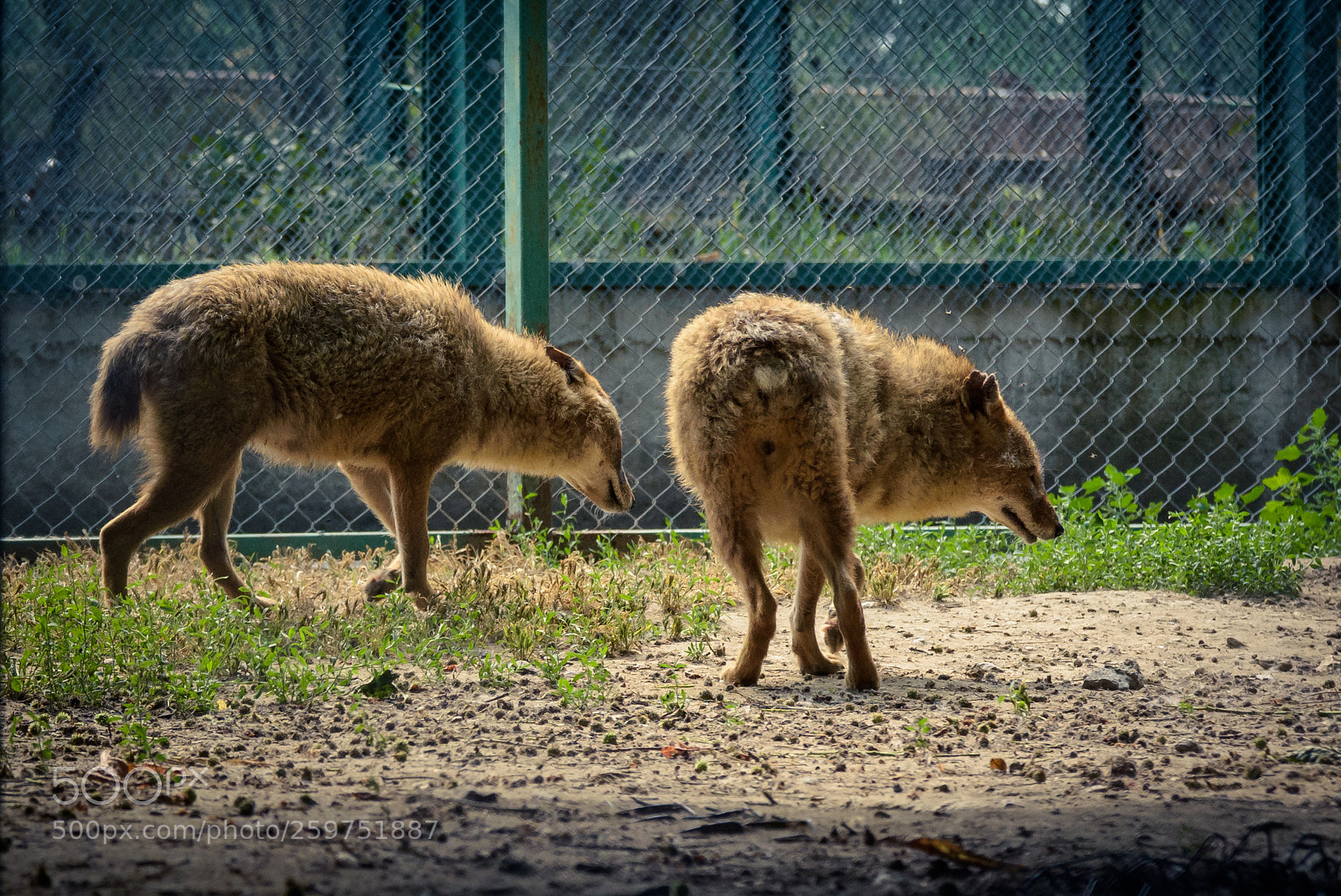 Nikon D7200 sample photo. Coyotes photography