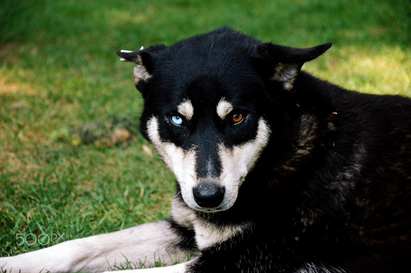 Nikon D70 sample photo. A living dog is much better than a sick dog. photography