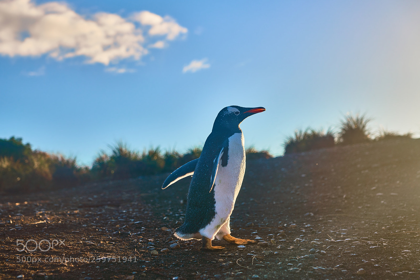 Sony a99 II sample photo. The colony of penguins photography