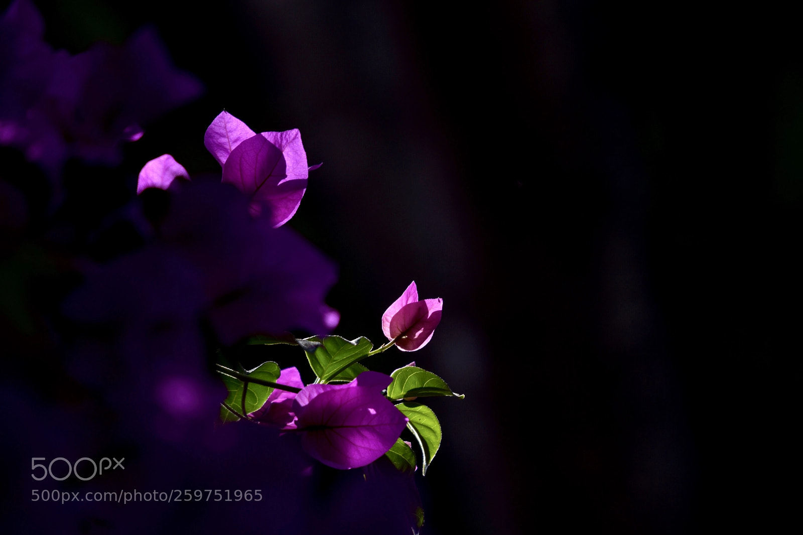 Nikon D7200 sample photo. Flowers photography
