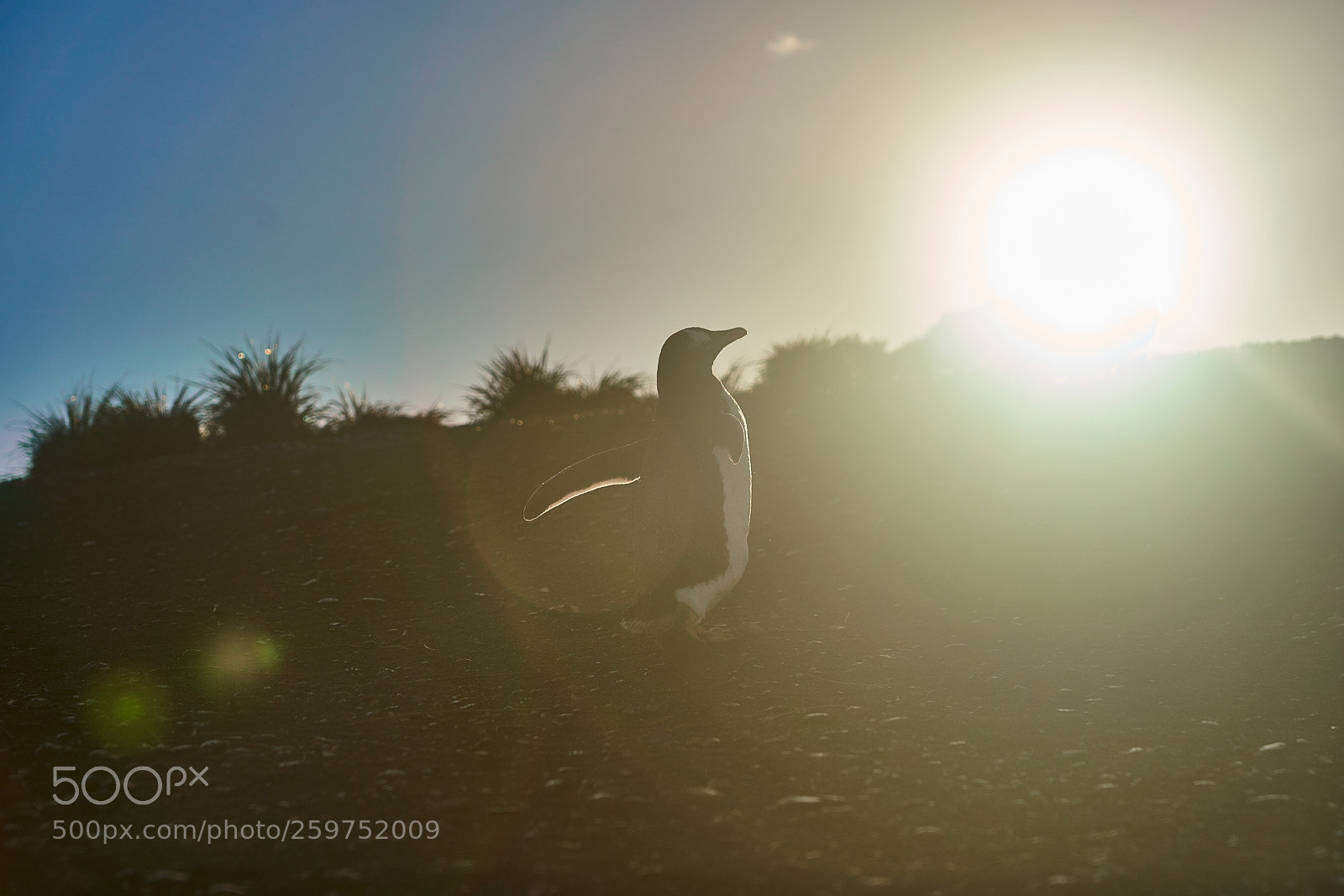 Sony a99 II sample photo. The colony of penguins photography