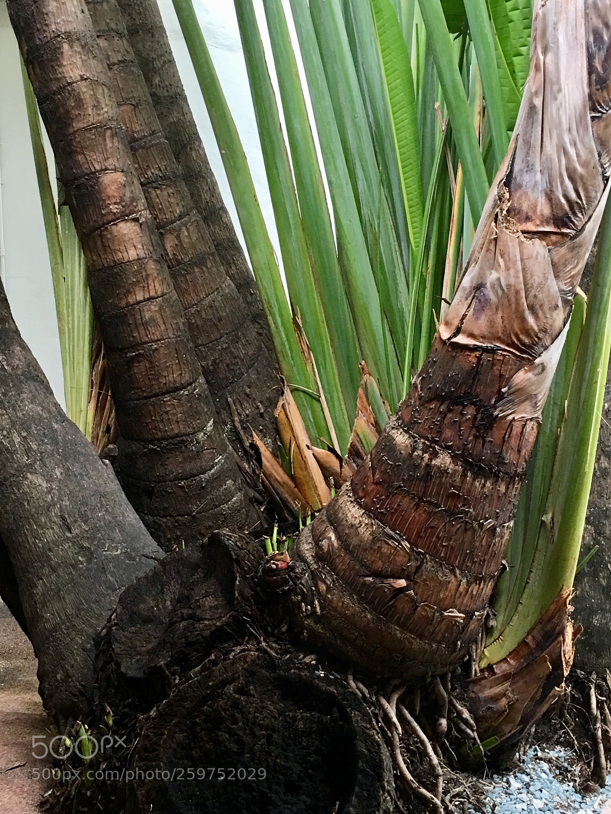 Apple iPhone 6s Plus sample photo. Miami beach- palm tree. photography