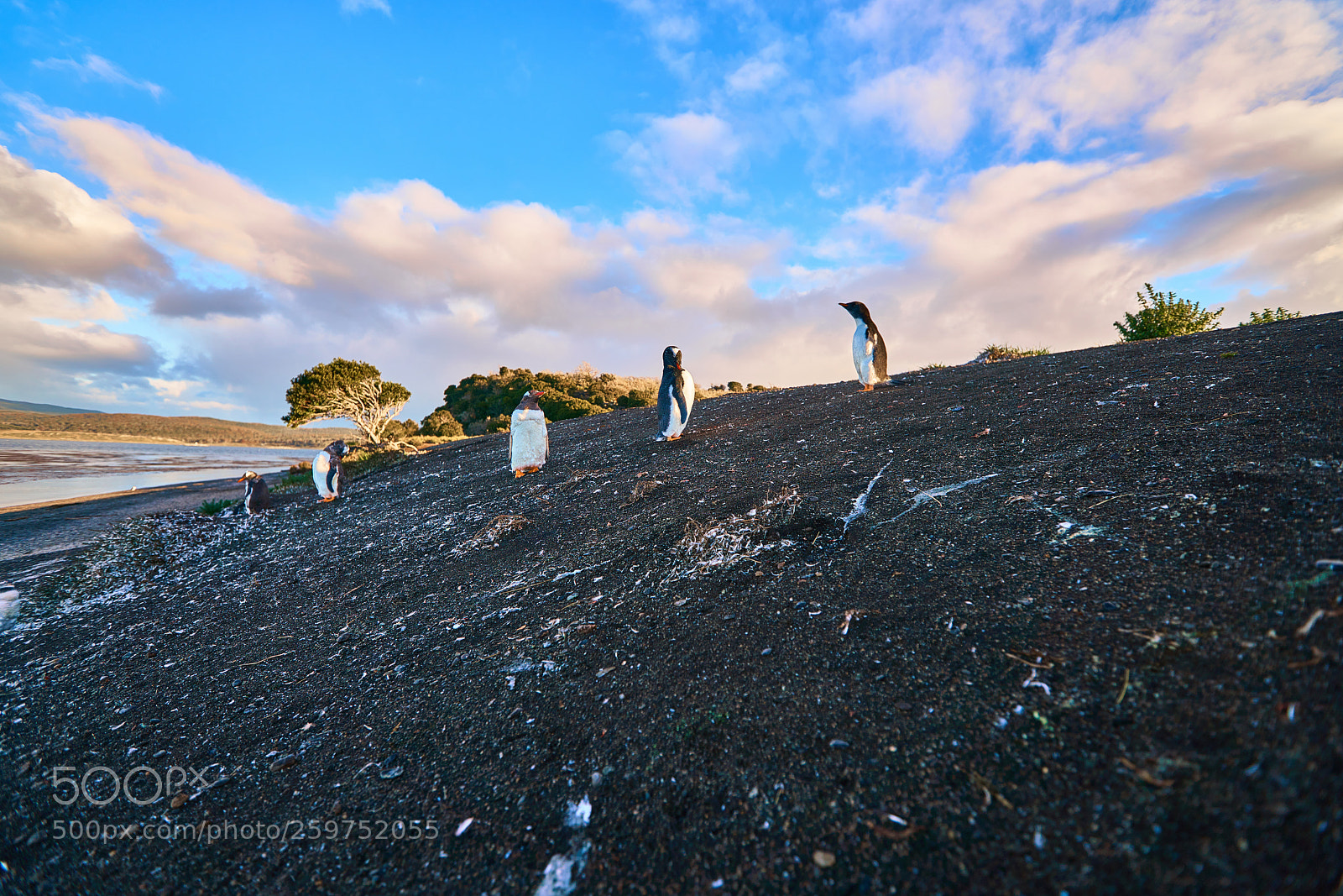 Sony a99 II sample photo. The colony of penguins photography