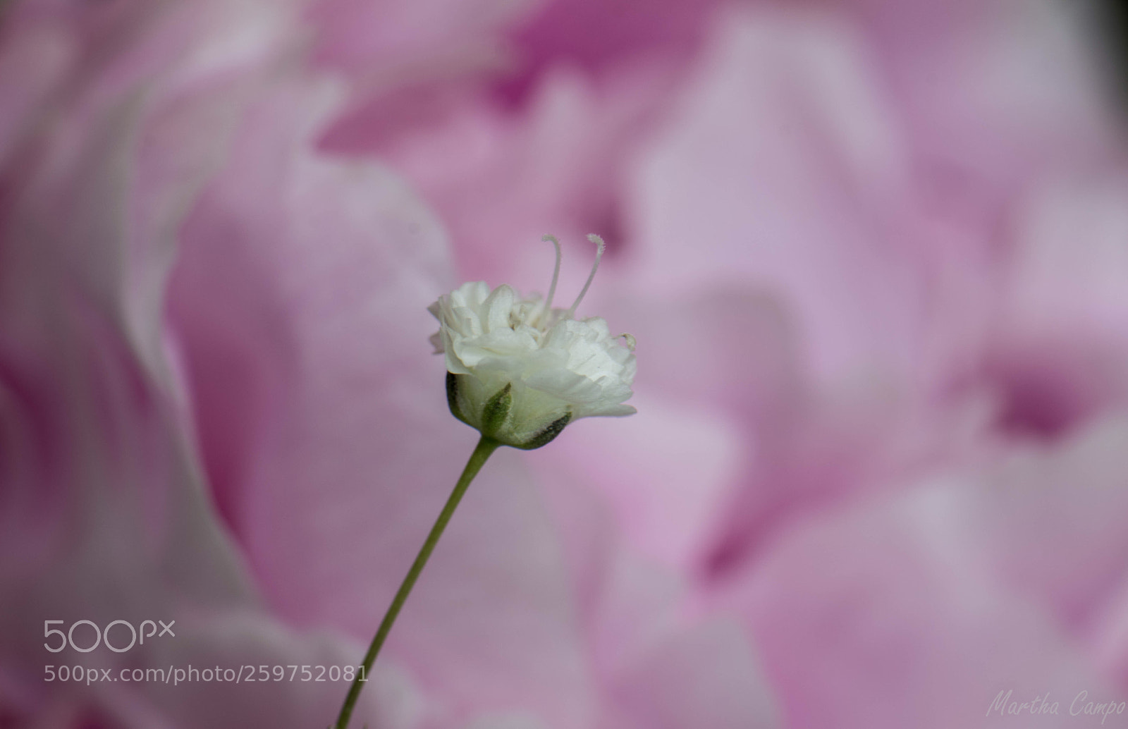 Nikon D5500 sample photo. Baby's breath photography