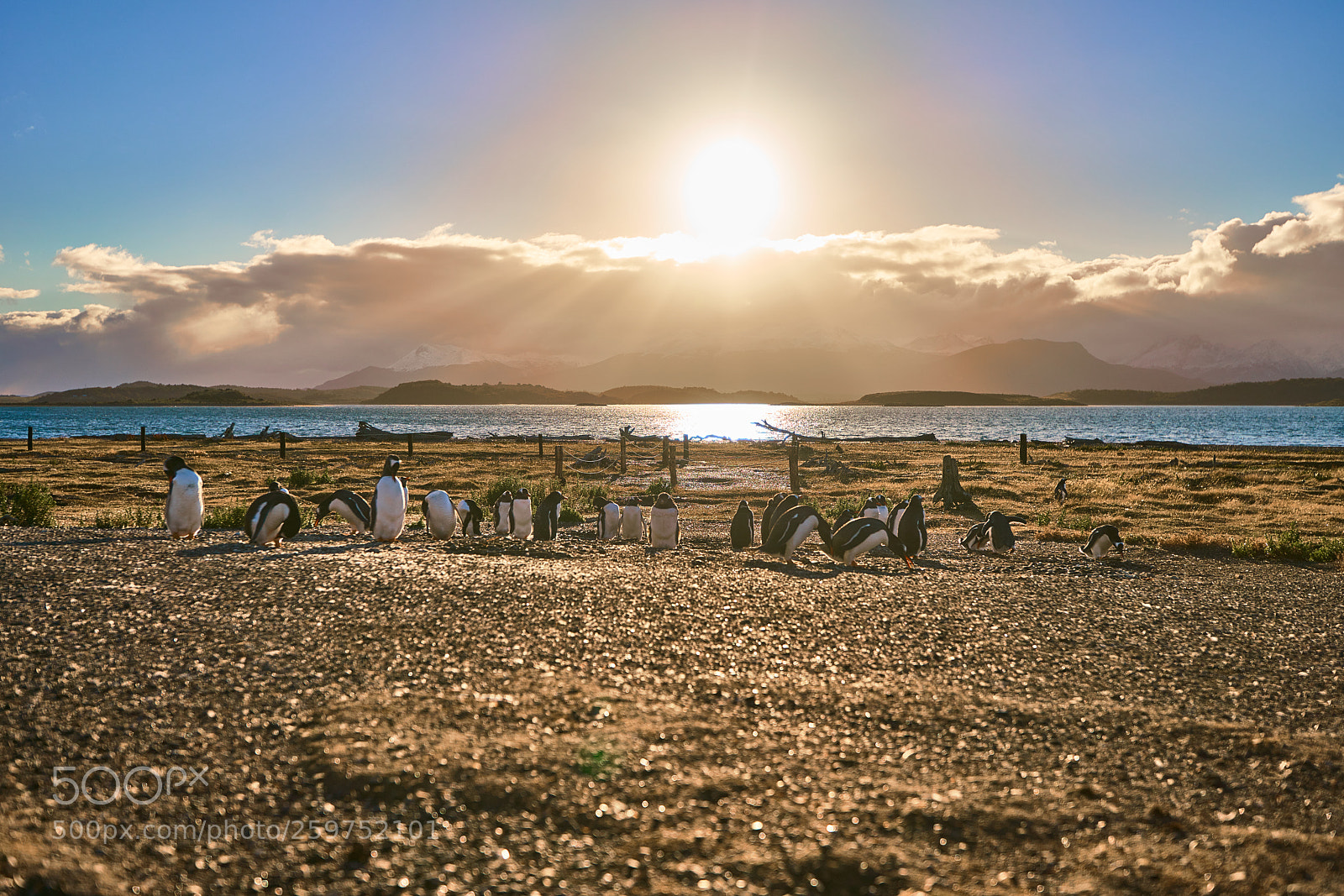 Sony a99 II sample photo. The colony of penguins photography