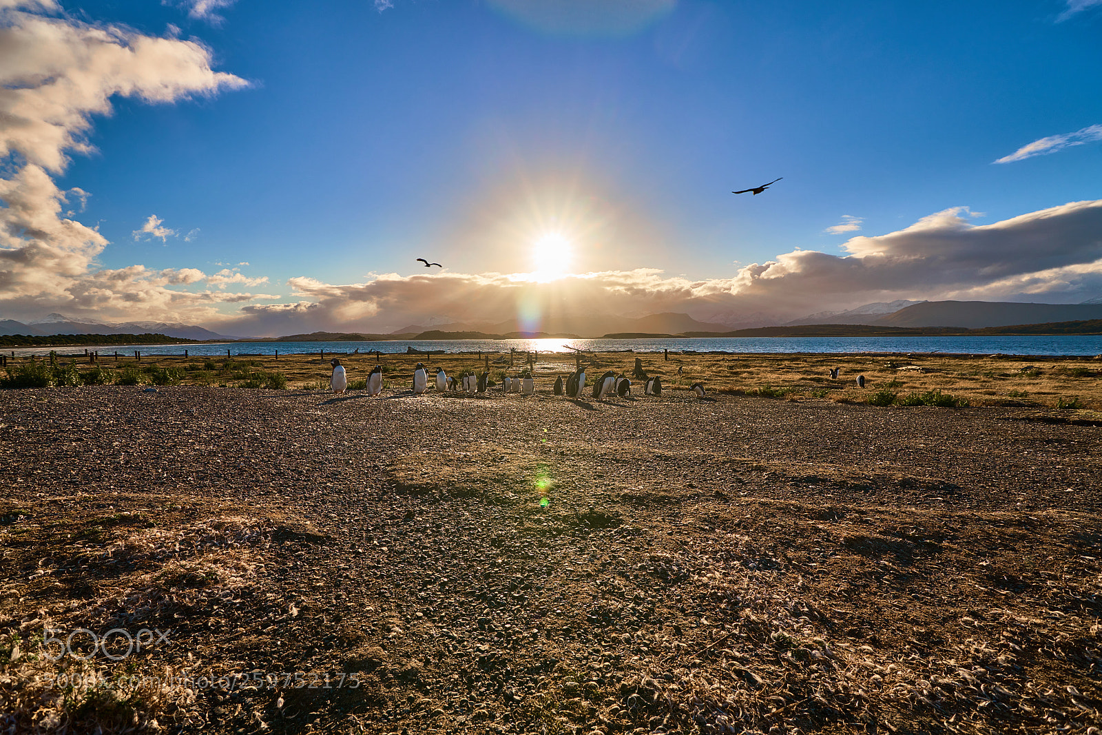 Sony a99 II sample photo. The colony of penguins photography