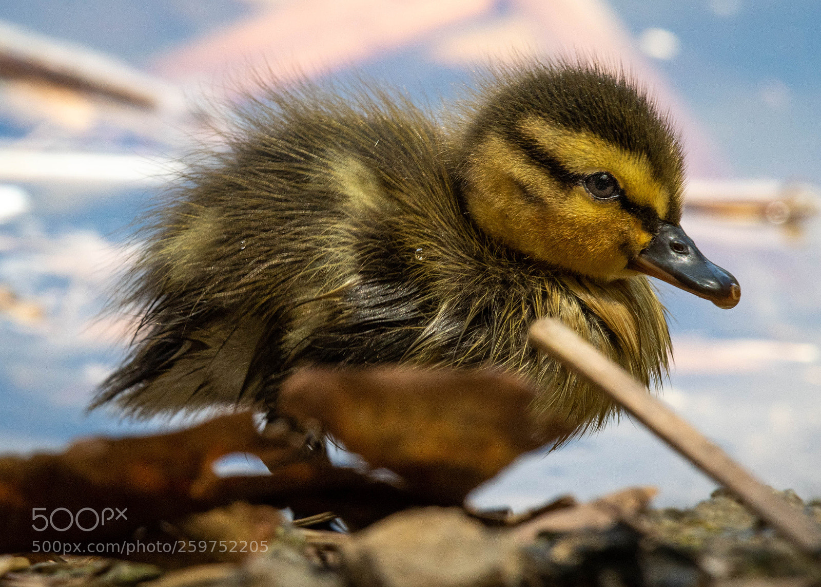 Nikon D500 sample photo. Ducky photography