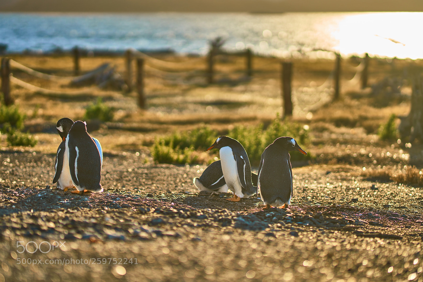 Sony a99 II sample photo. The colony of penguins photography