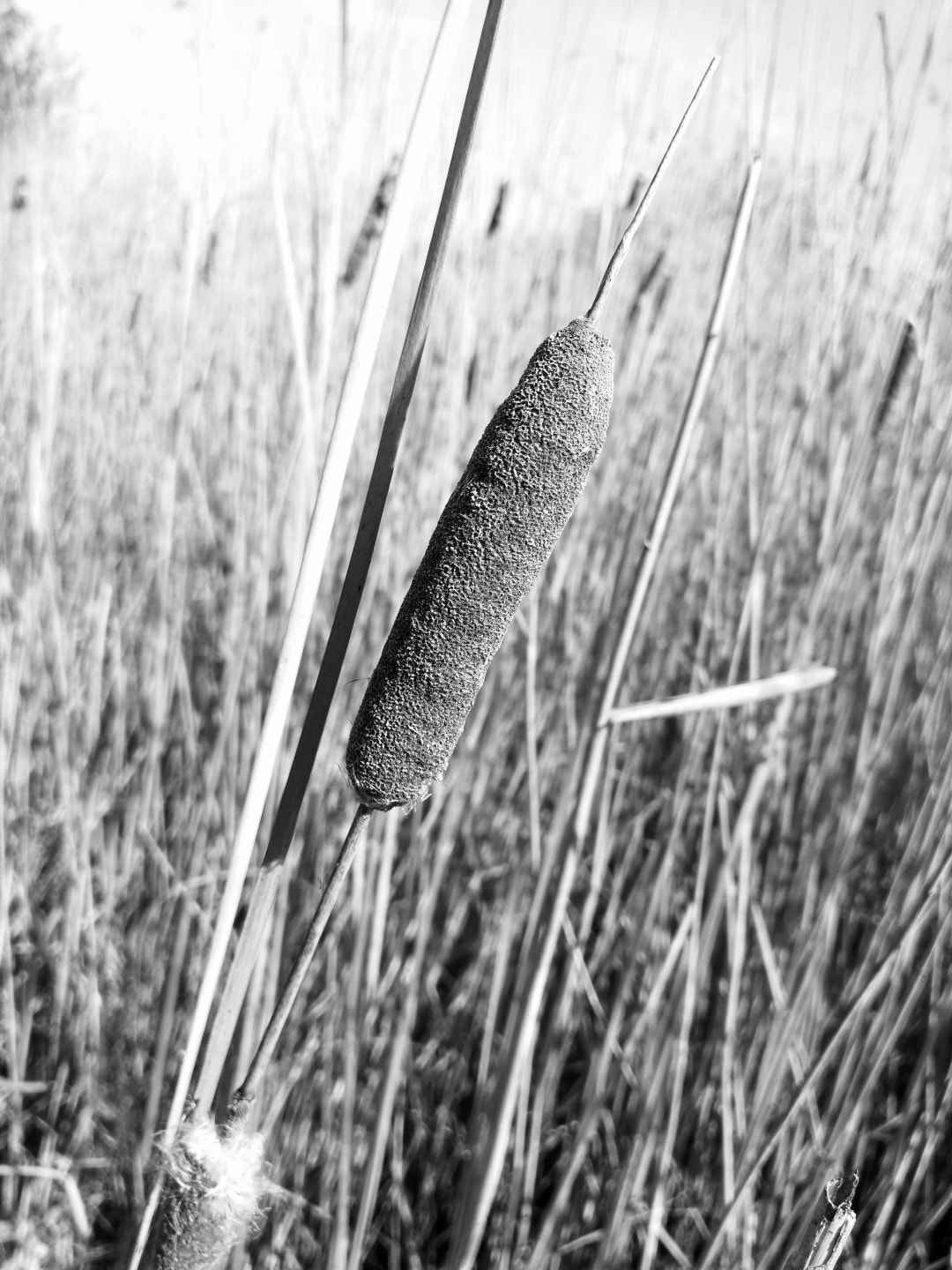 HUAWEI Honor 9 sample photo. Typha photography