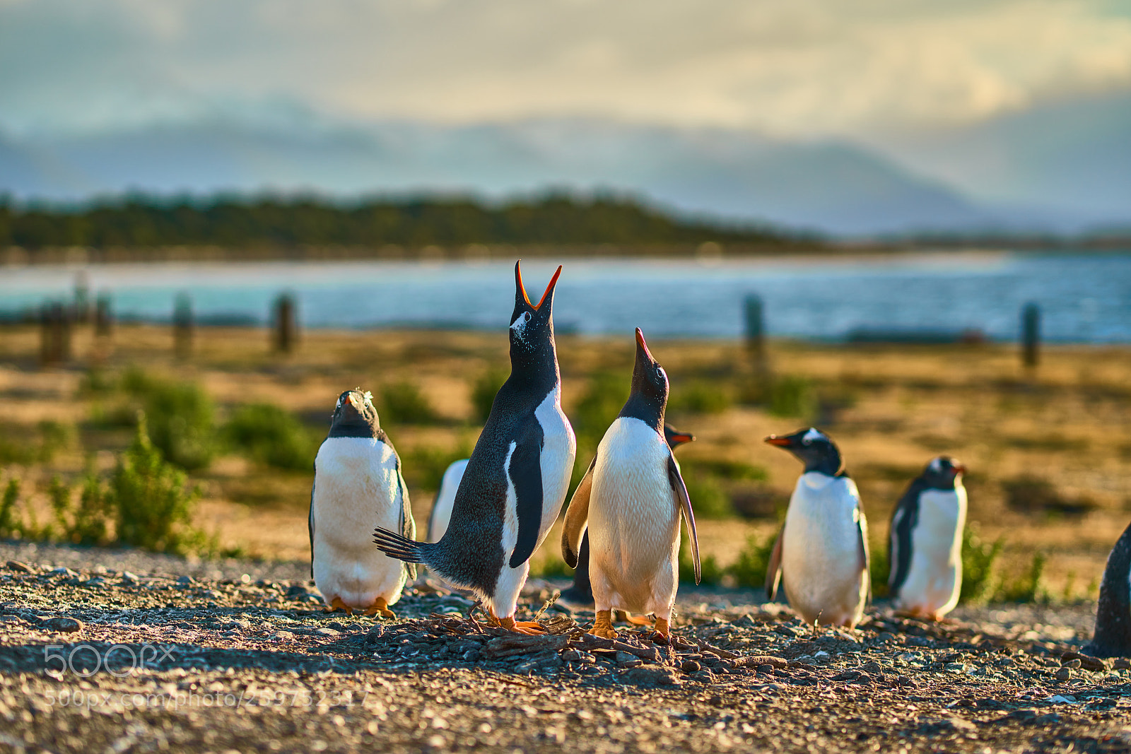 Sony a99 II sample photo. The colony of penguins photography