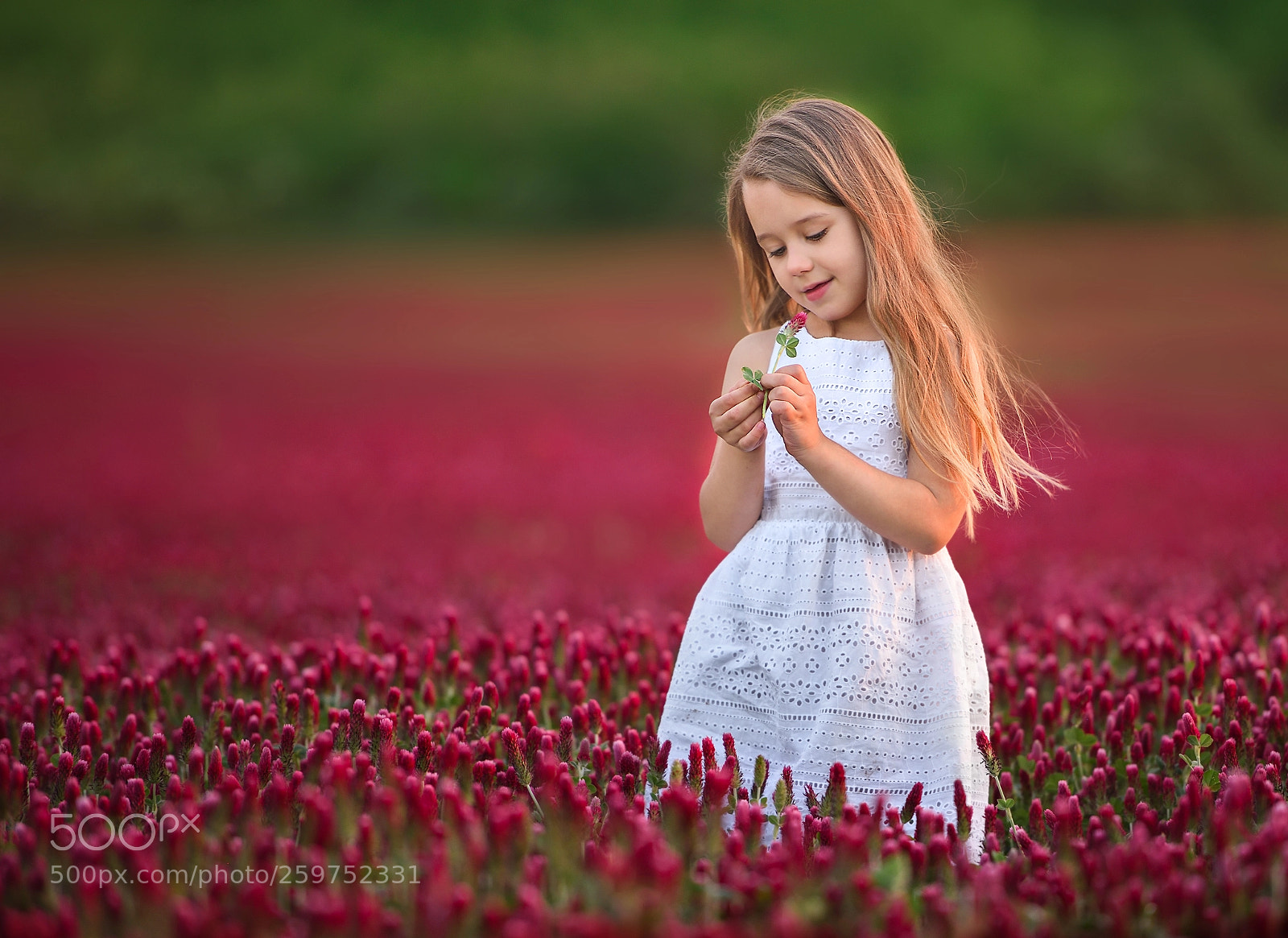 Nikon D810 sample photo. Adriana in clover field photography