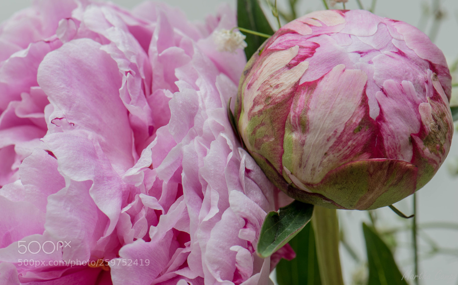 Nikon D5500 sample photo. Peonies photography