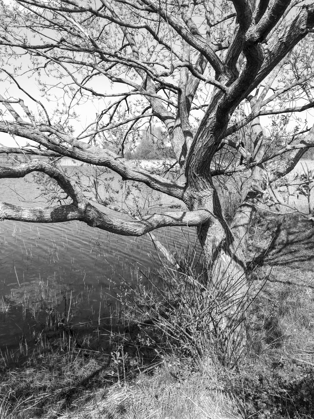 HUAWEI Honor 9 sample photo. The favourite tree photography