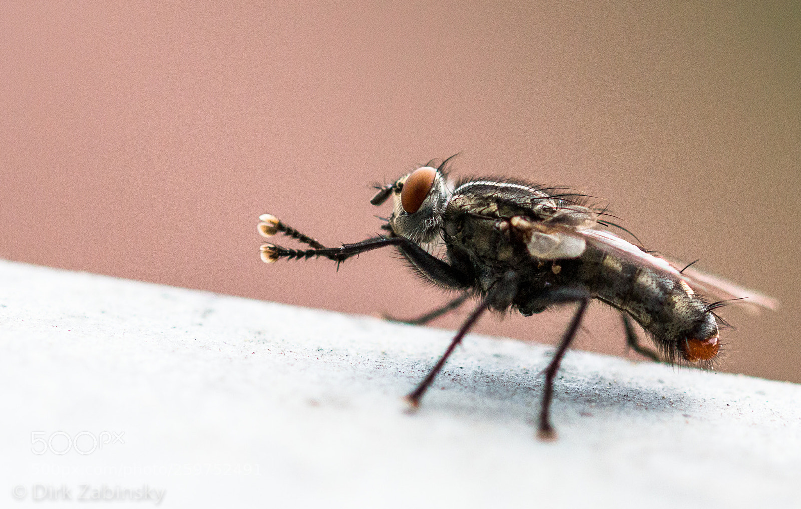 Canon EOS 70D sample photo. Fly cleaning herself photography