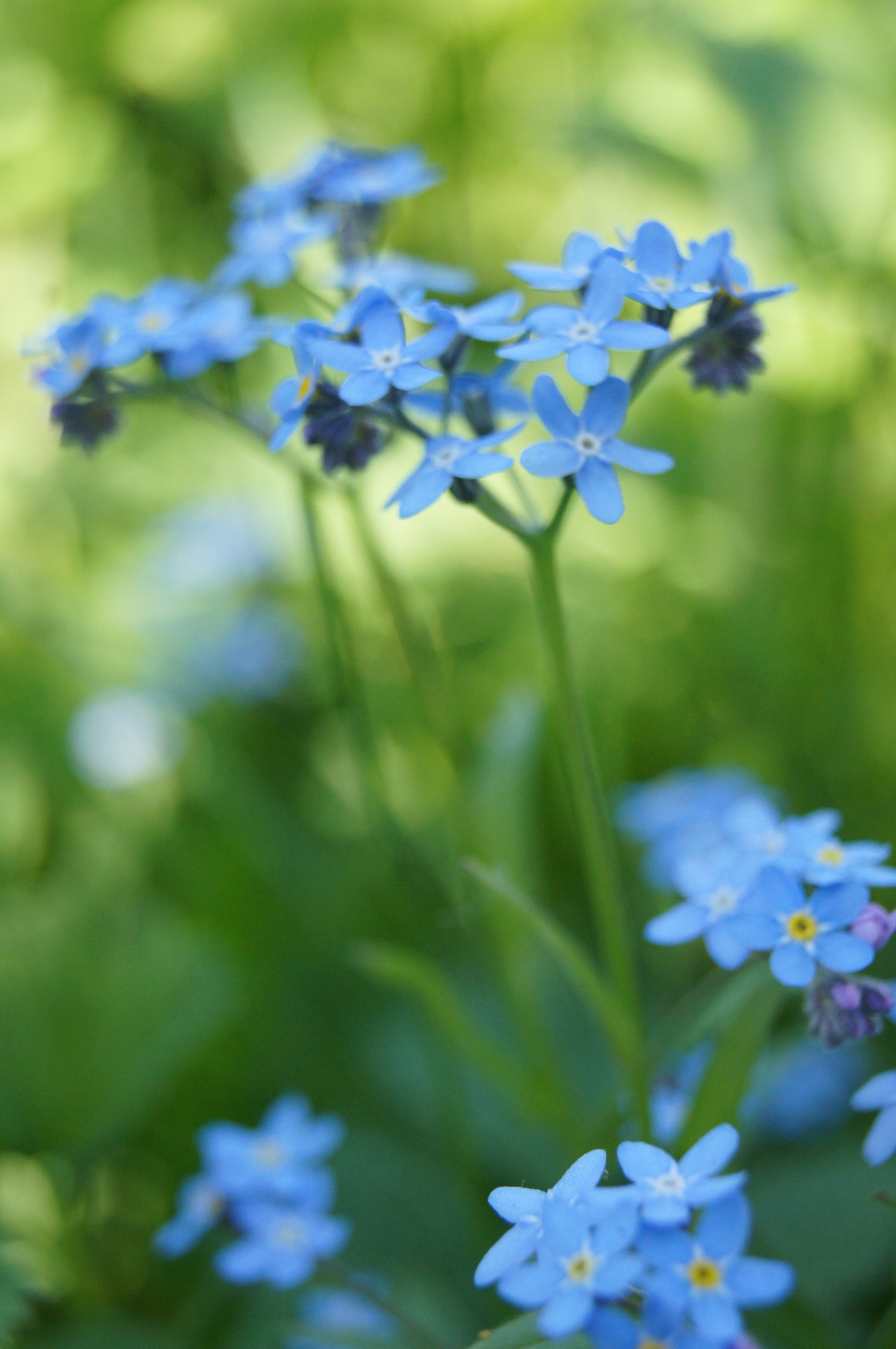 Sony Alpha DSLR-A580 sample photo. Secret garden photography