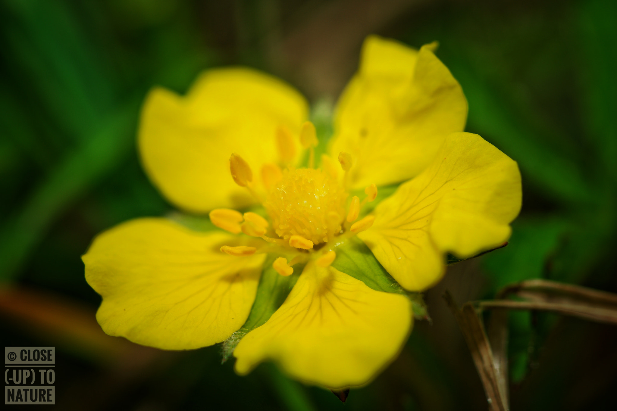 Samsung NX500 sample photo. Potentilla reptans photography