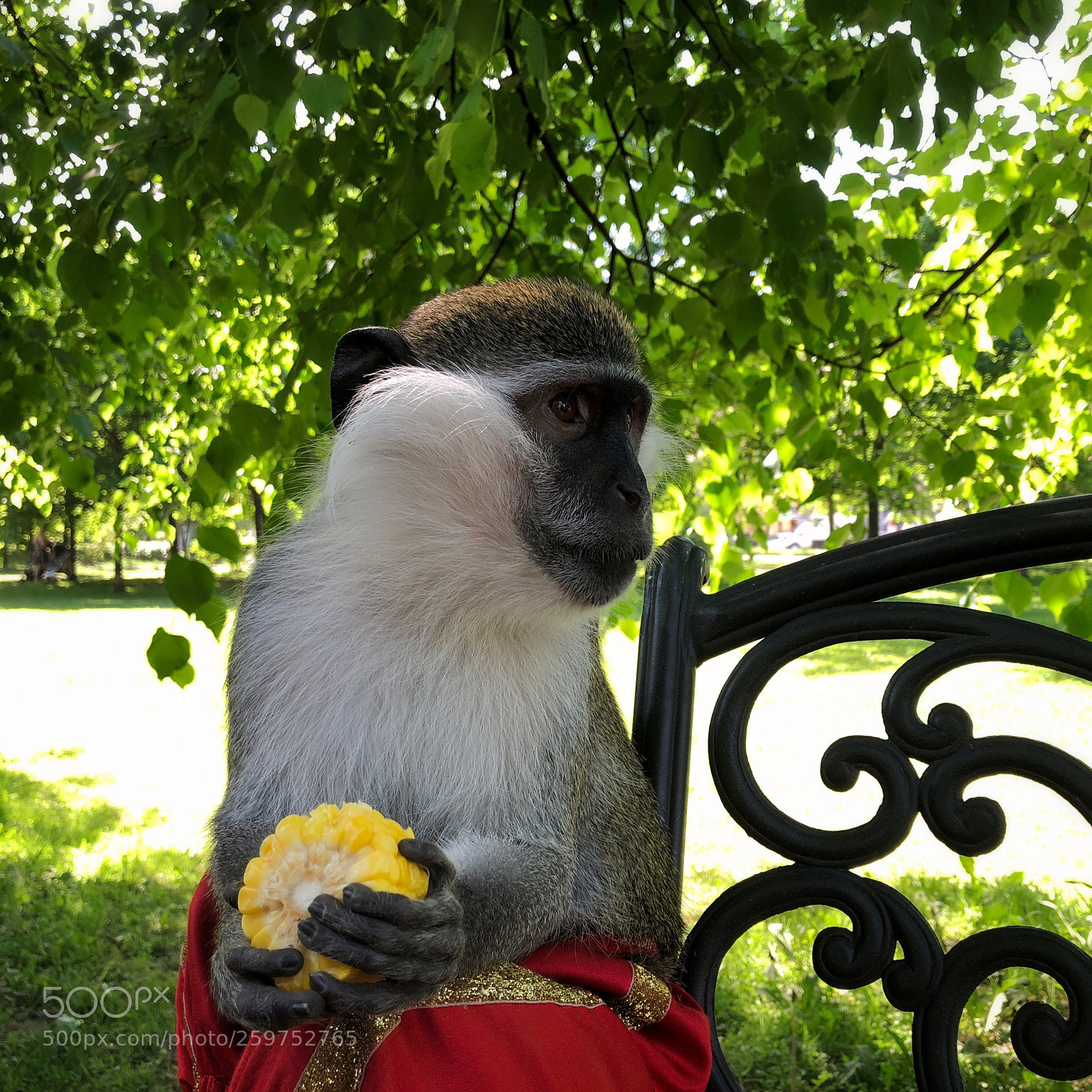 Apple iPhone 8 sample photo. The monkey with a photography